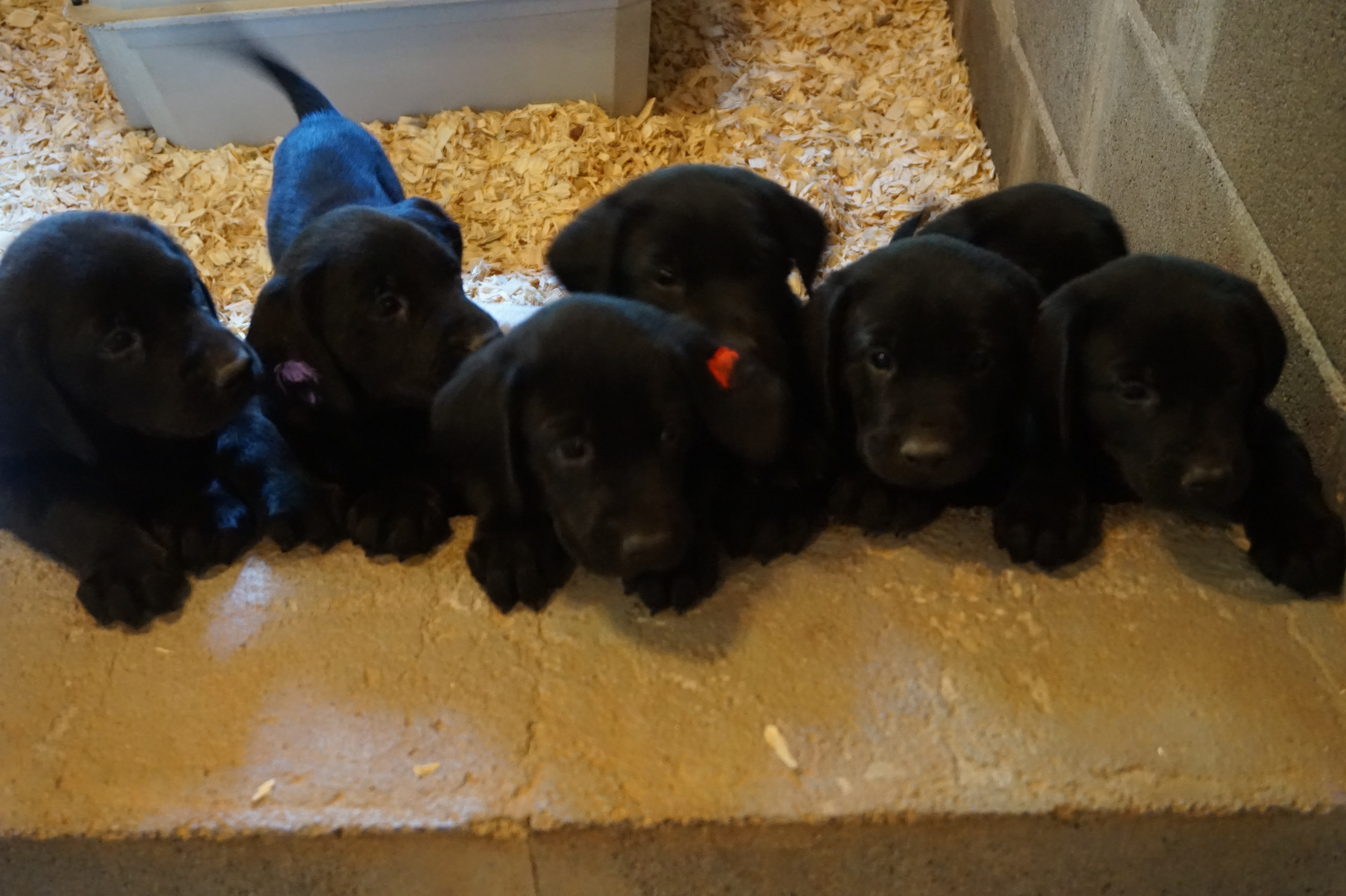 Pedigree Labrador Breeders | Registered Black Lab Puppies ...