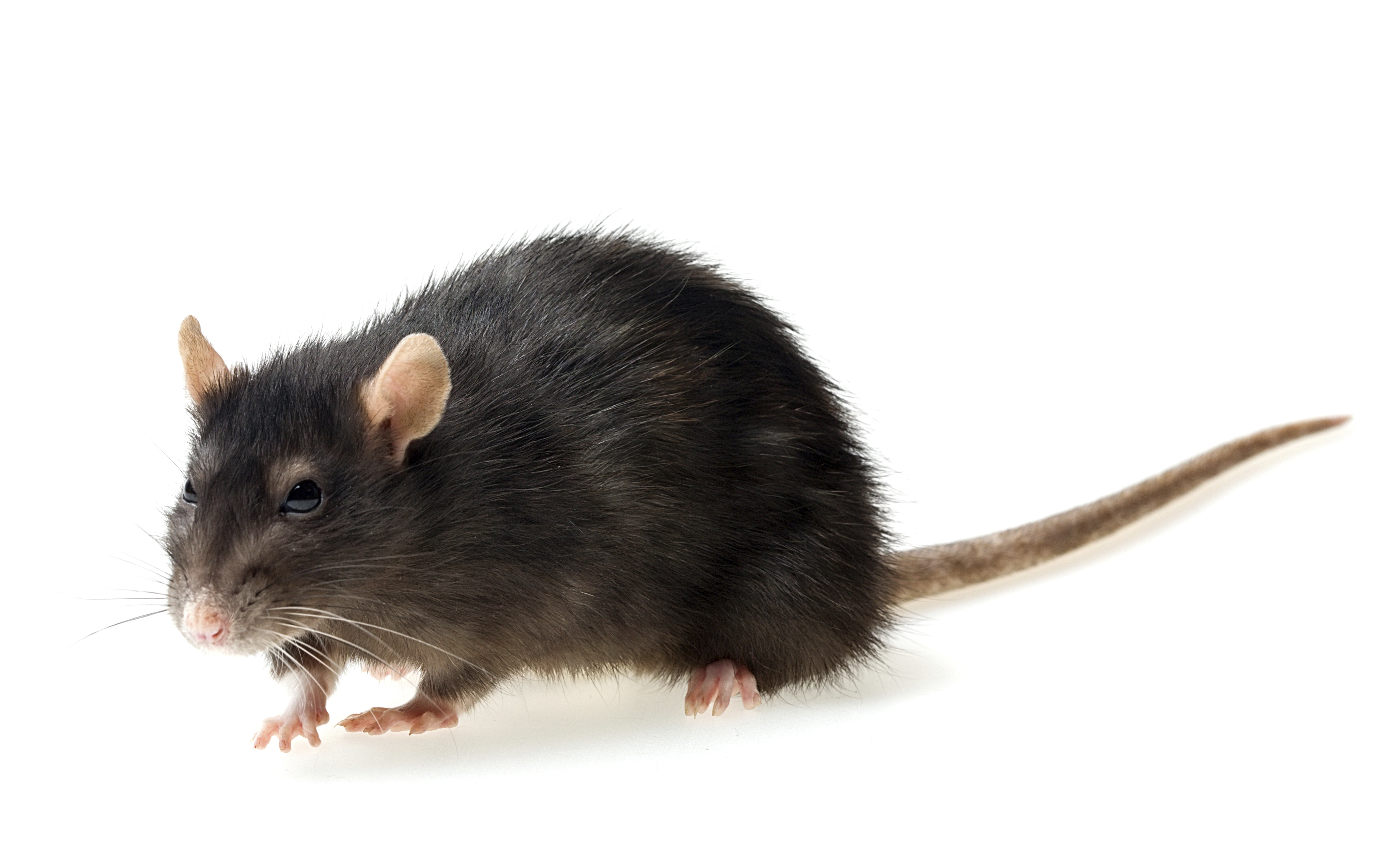 Черная крыса название. Rattus Rattus чёрная крыса. Крыса на белом фоне. Мышь на белом фоне. Фон с крысами.