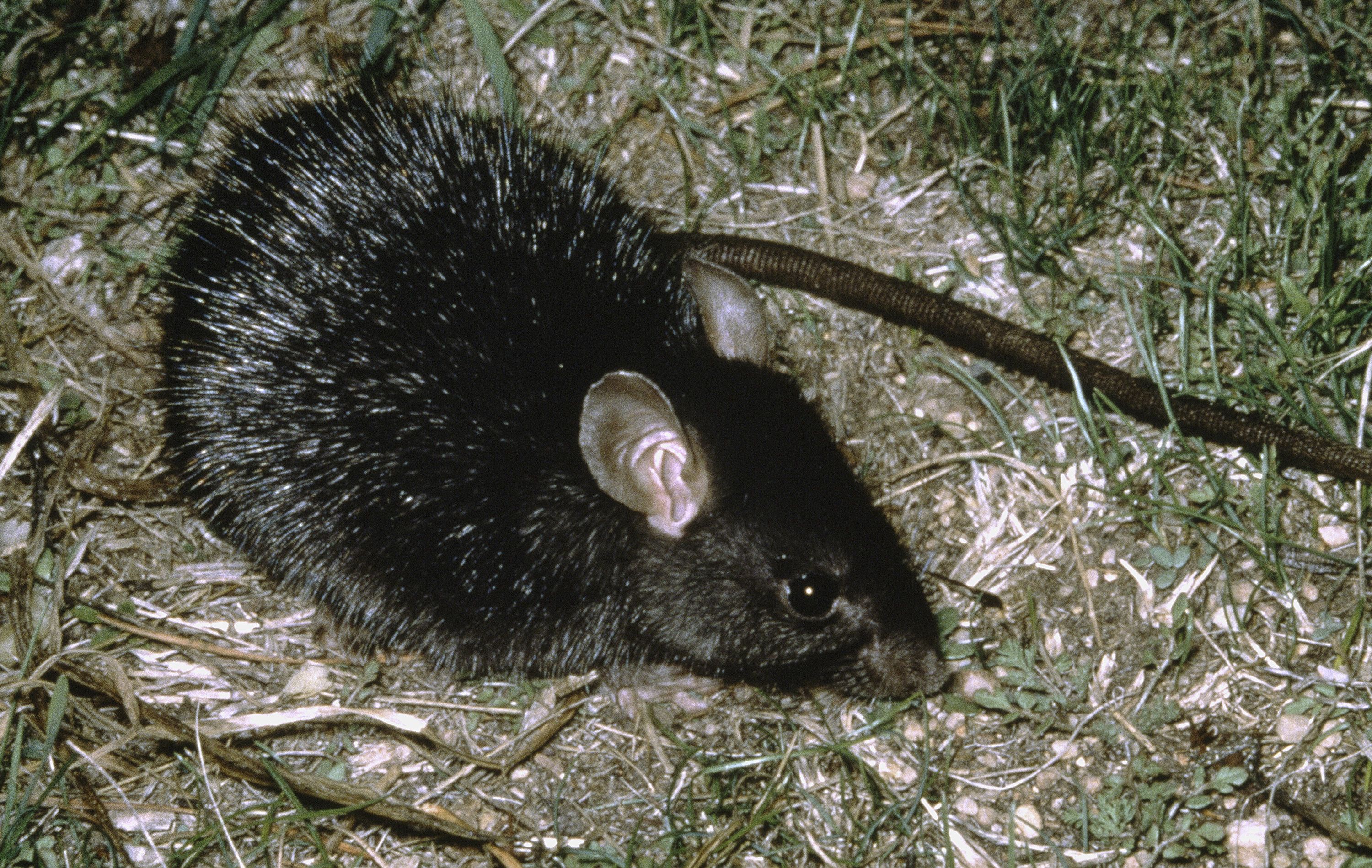 Rattus rattus (Linnaeus, 1758), Black Rat