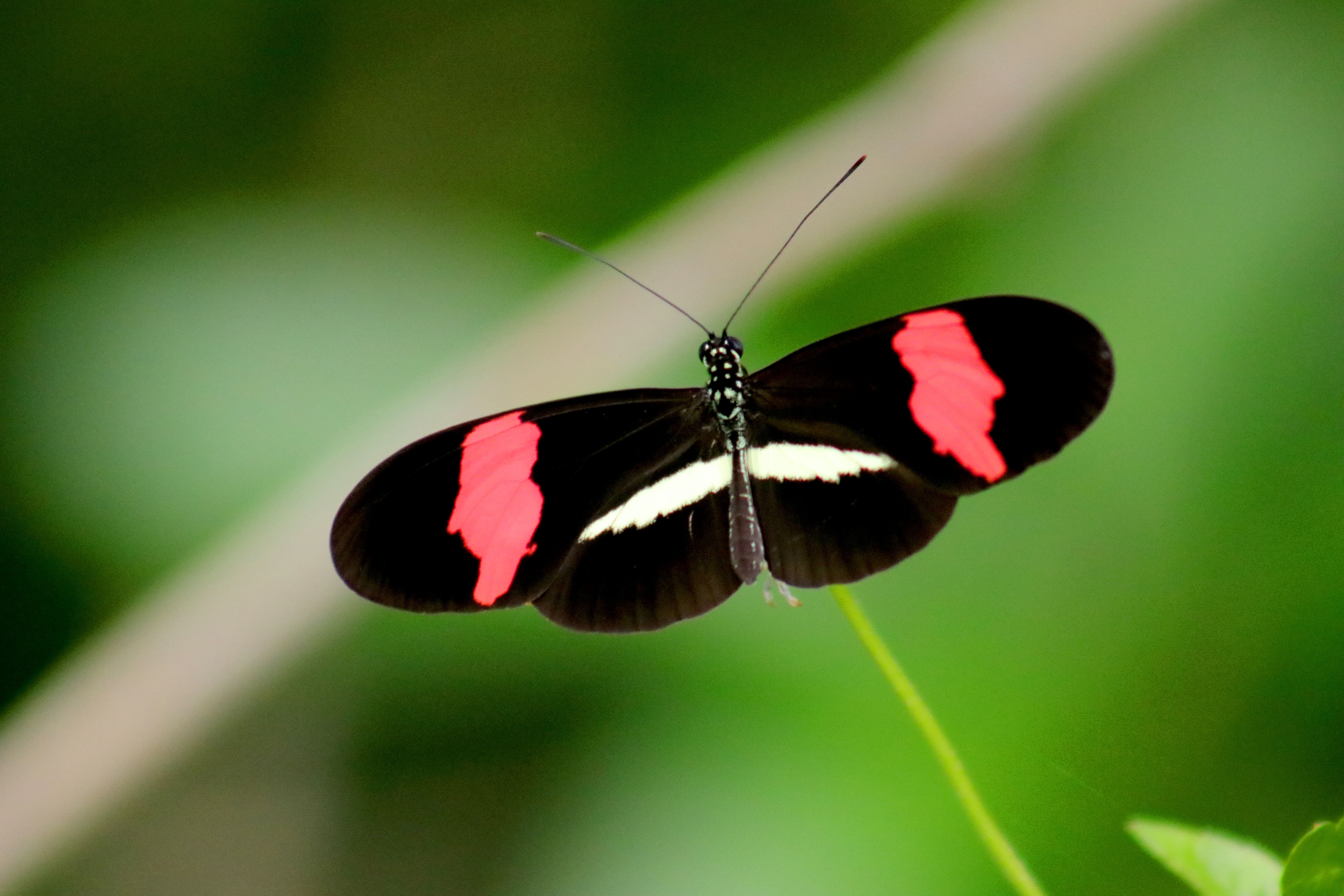 Black, red, and white butterfly in closeup photo