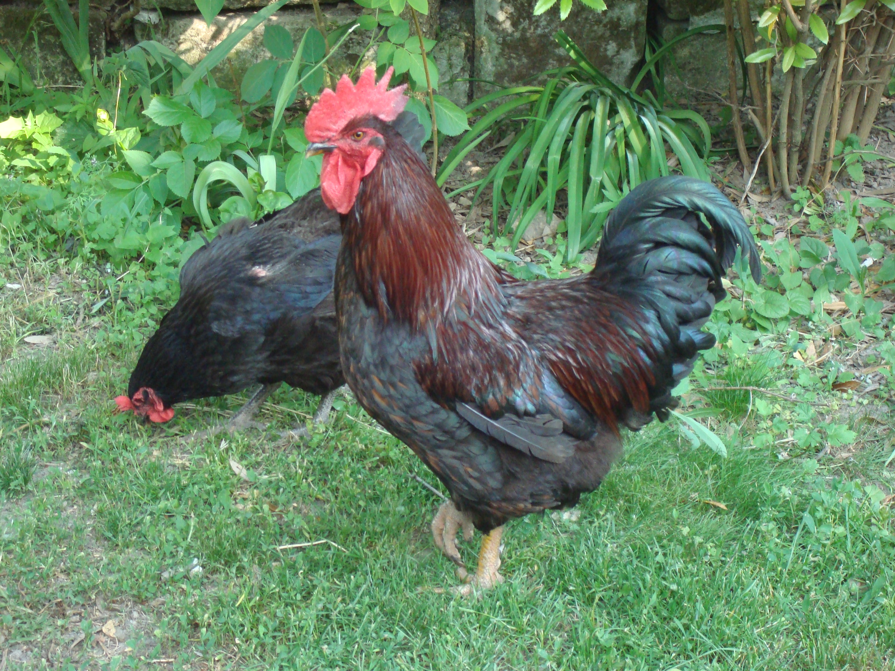 Black rooster and a chicken photo