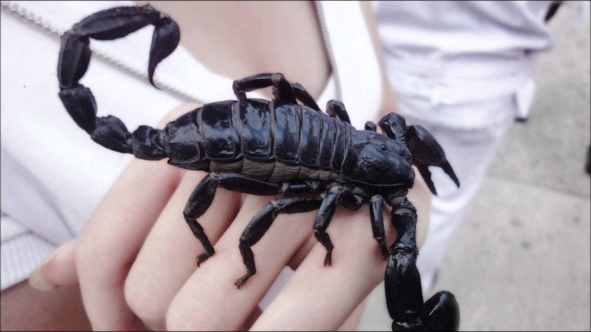 Black scorpion photo