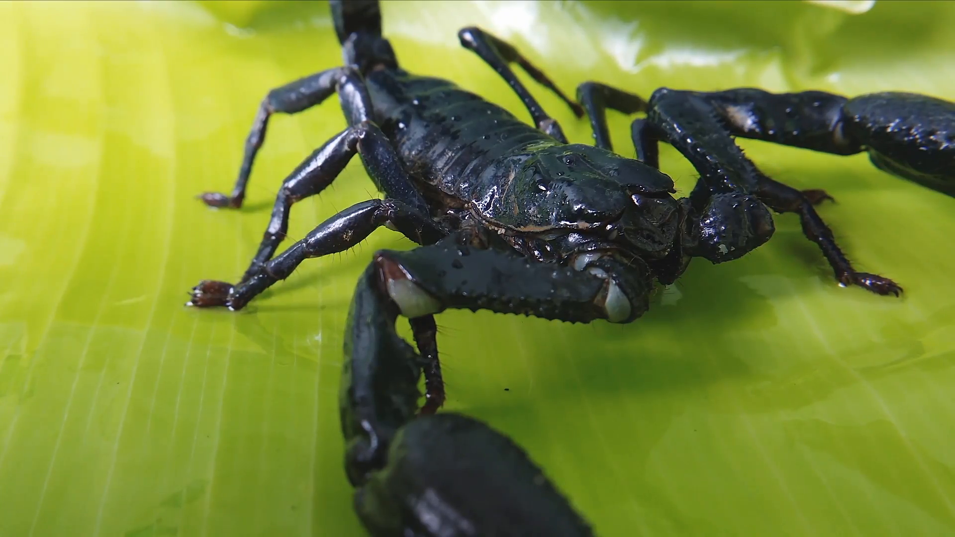 Creepy and scary black scorpion with deadly stinger and big claws ...