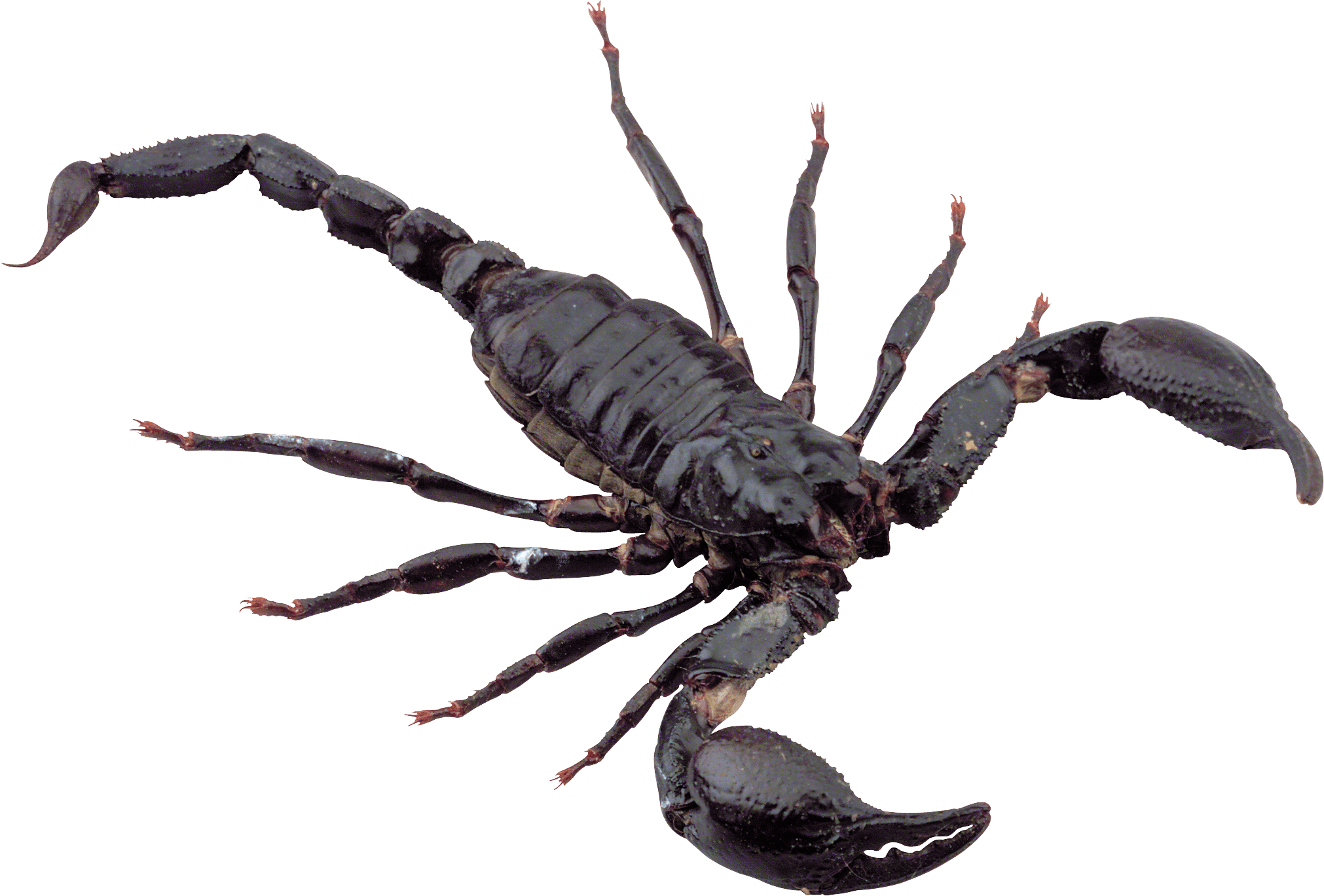 Black Scorpion transparent PNG - StickPNG