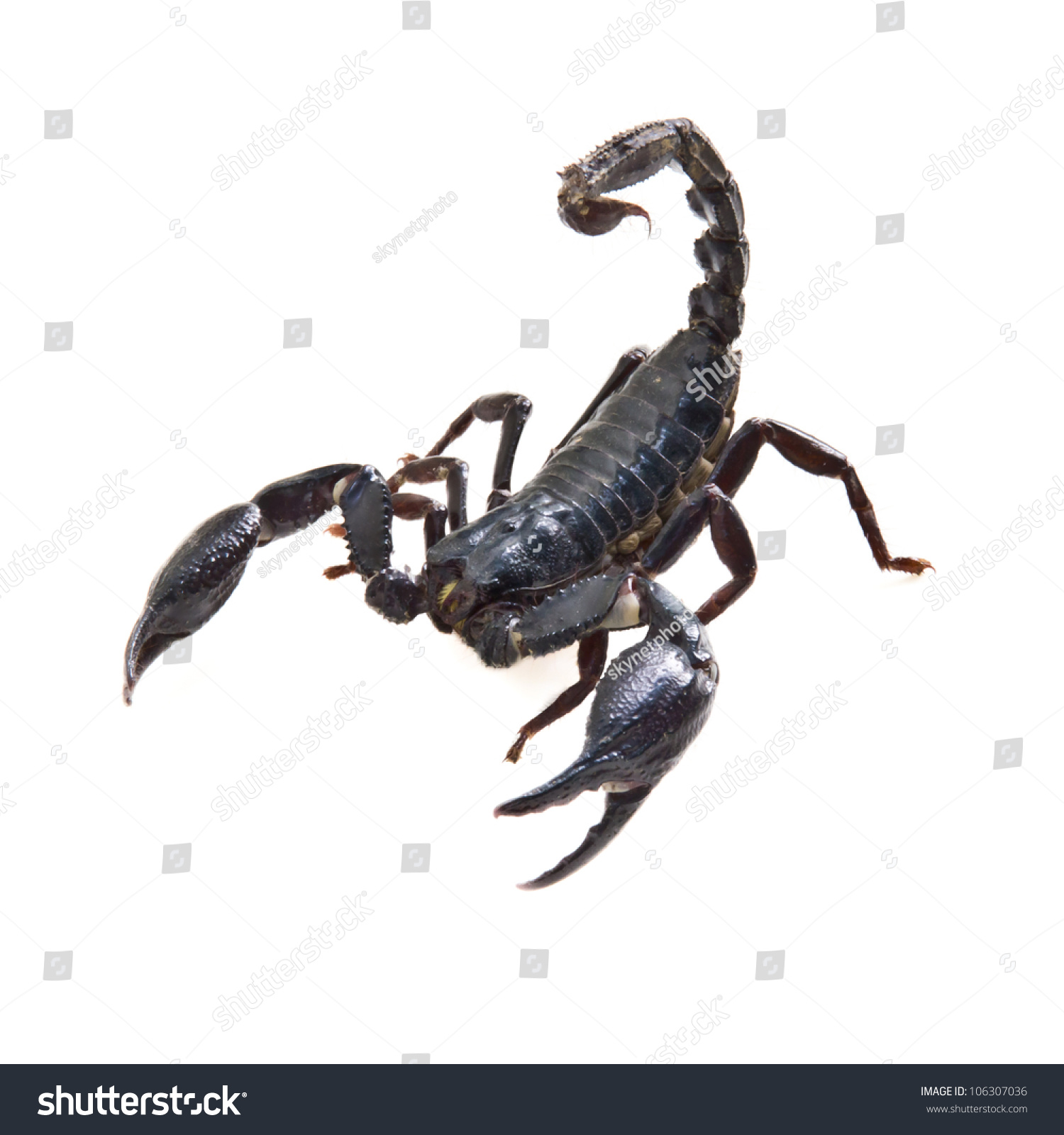 Black Scorpion On White Background Stock Photo (Download Now ...