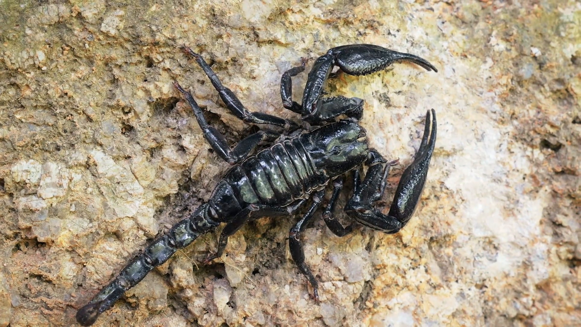 Top view of black scorpion with big claws scrambles on stone Stock ...