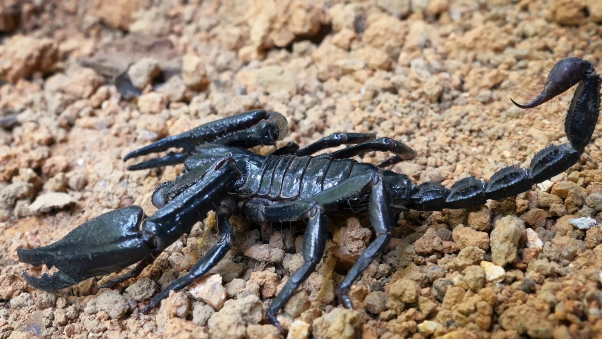 Close up detailed view of scorpion with big claws and toxic stinger ...