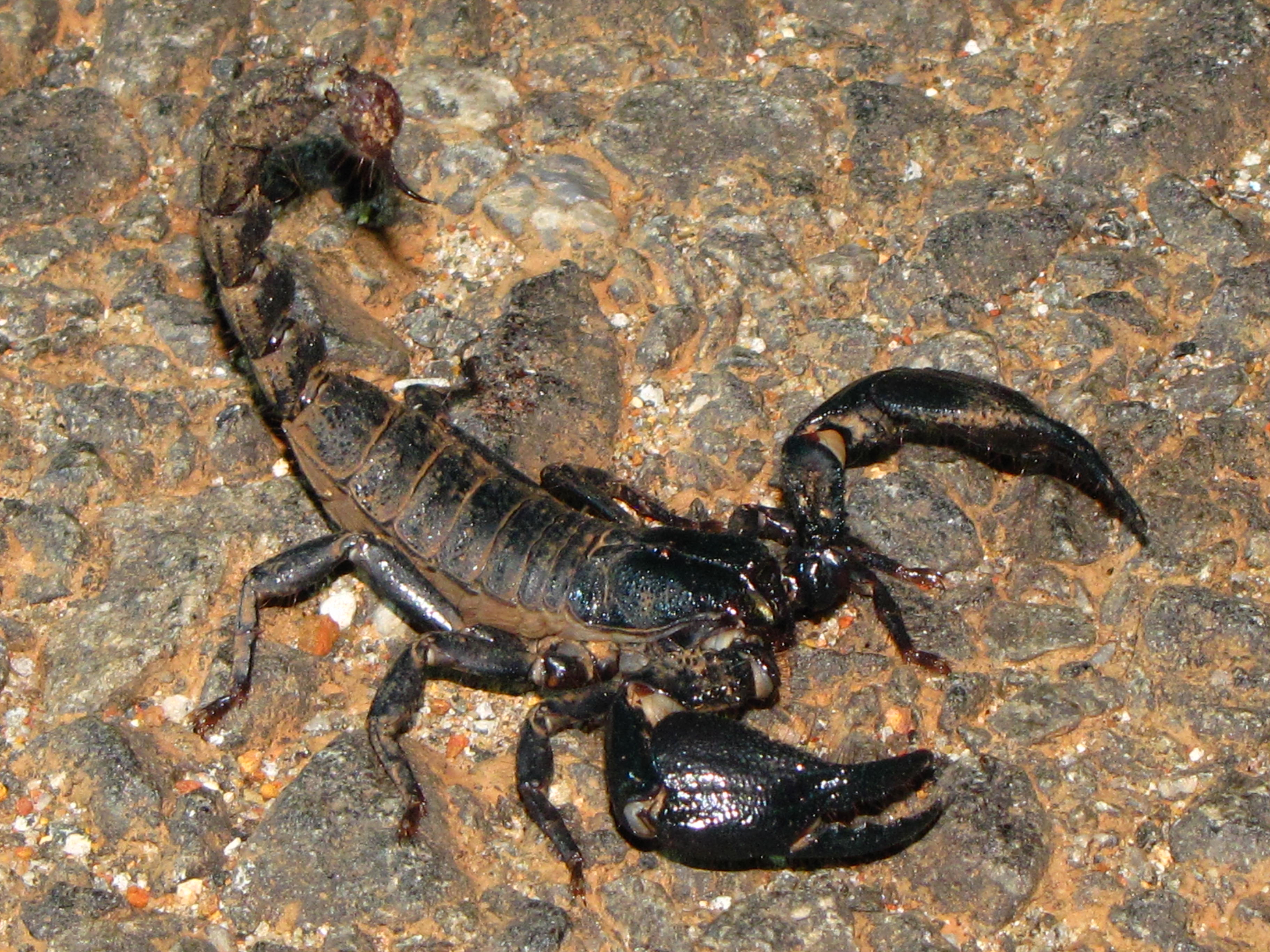 File:Indian Black Scorpion (Heterometrus bengalensis) 02.JPG ...