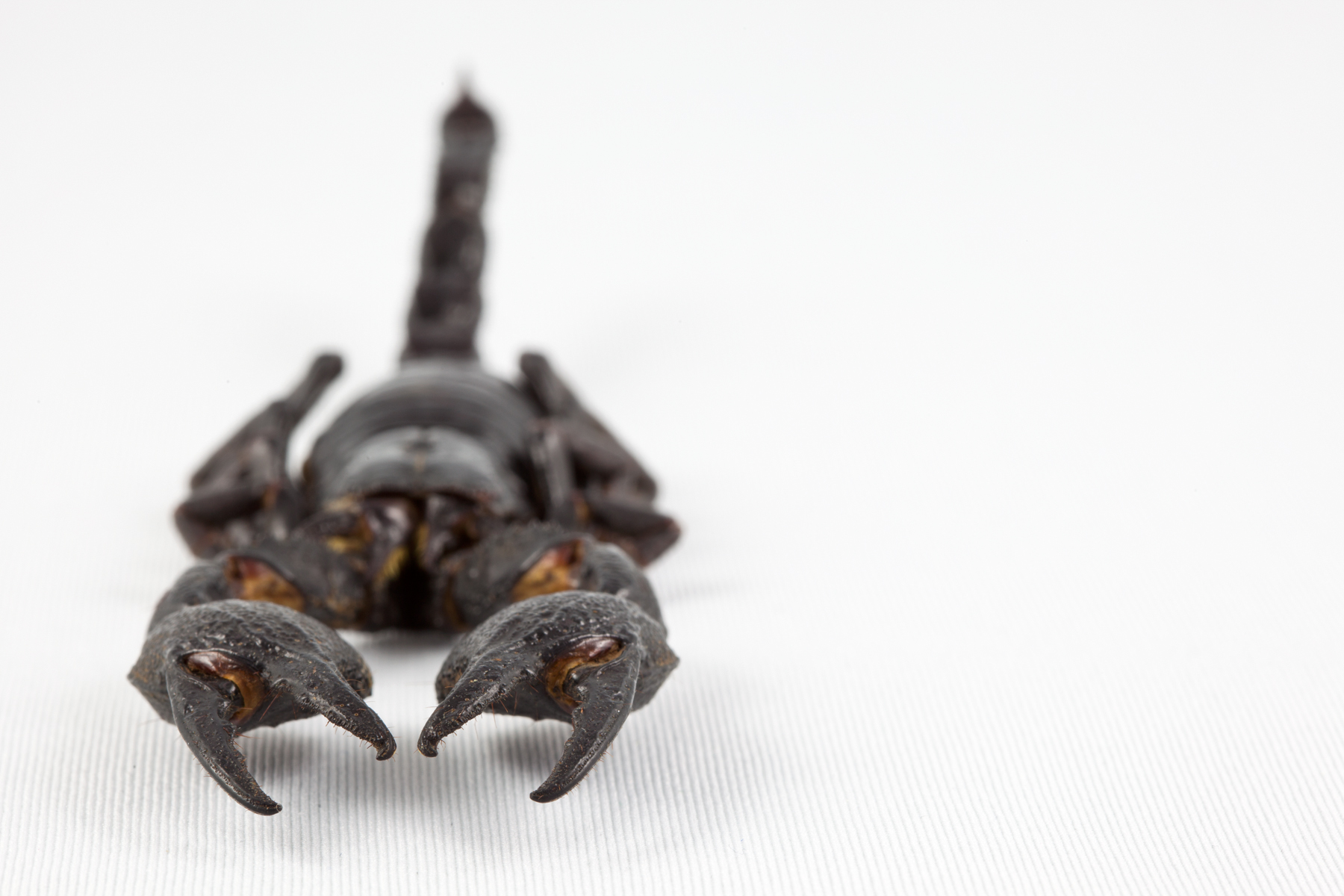 Black scorpion close-up photo