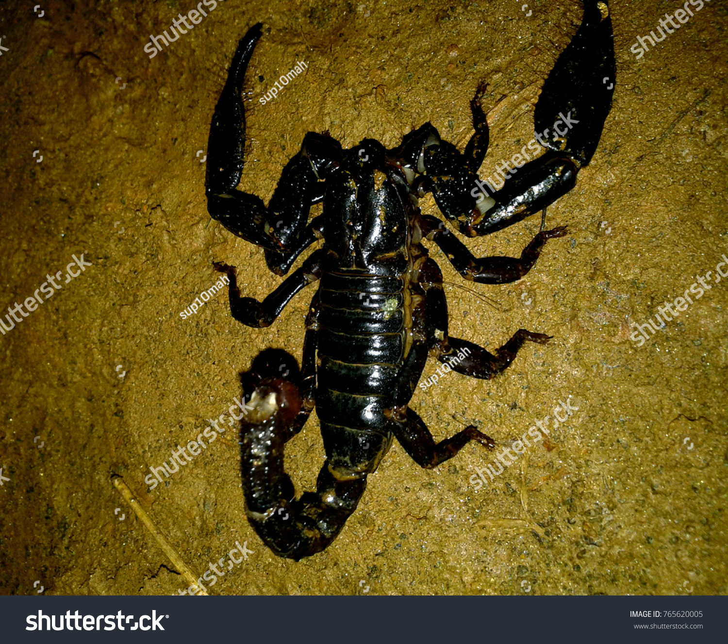 Close Black Scorpion Stock Photo 765620005 - Shutterstock