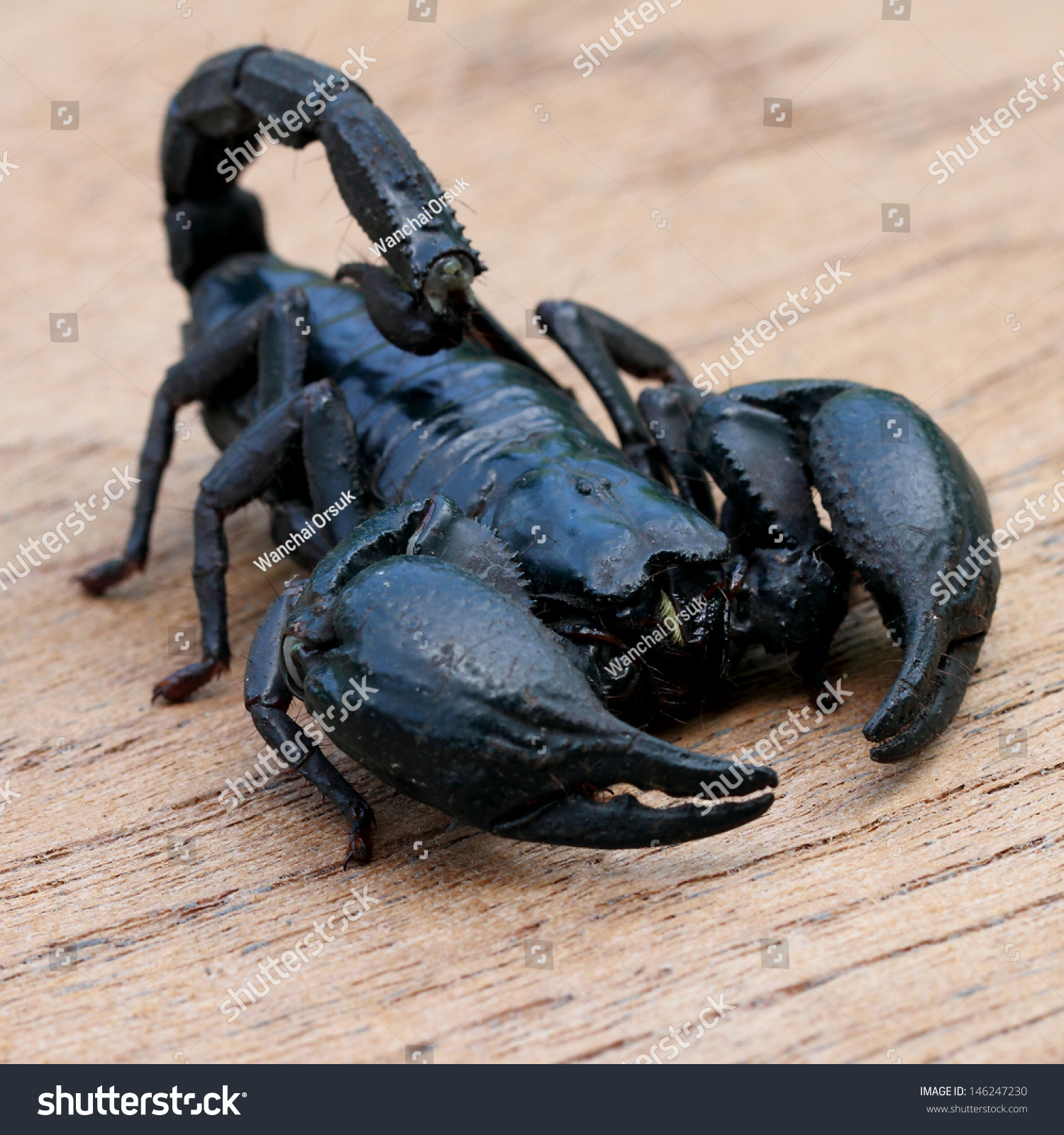 Closeup Face Black Scorpion Stock Photo (Royalty Free) 146247230 ...