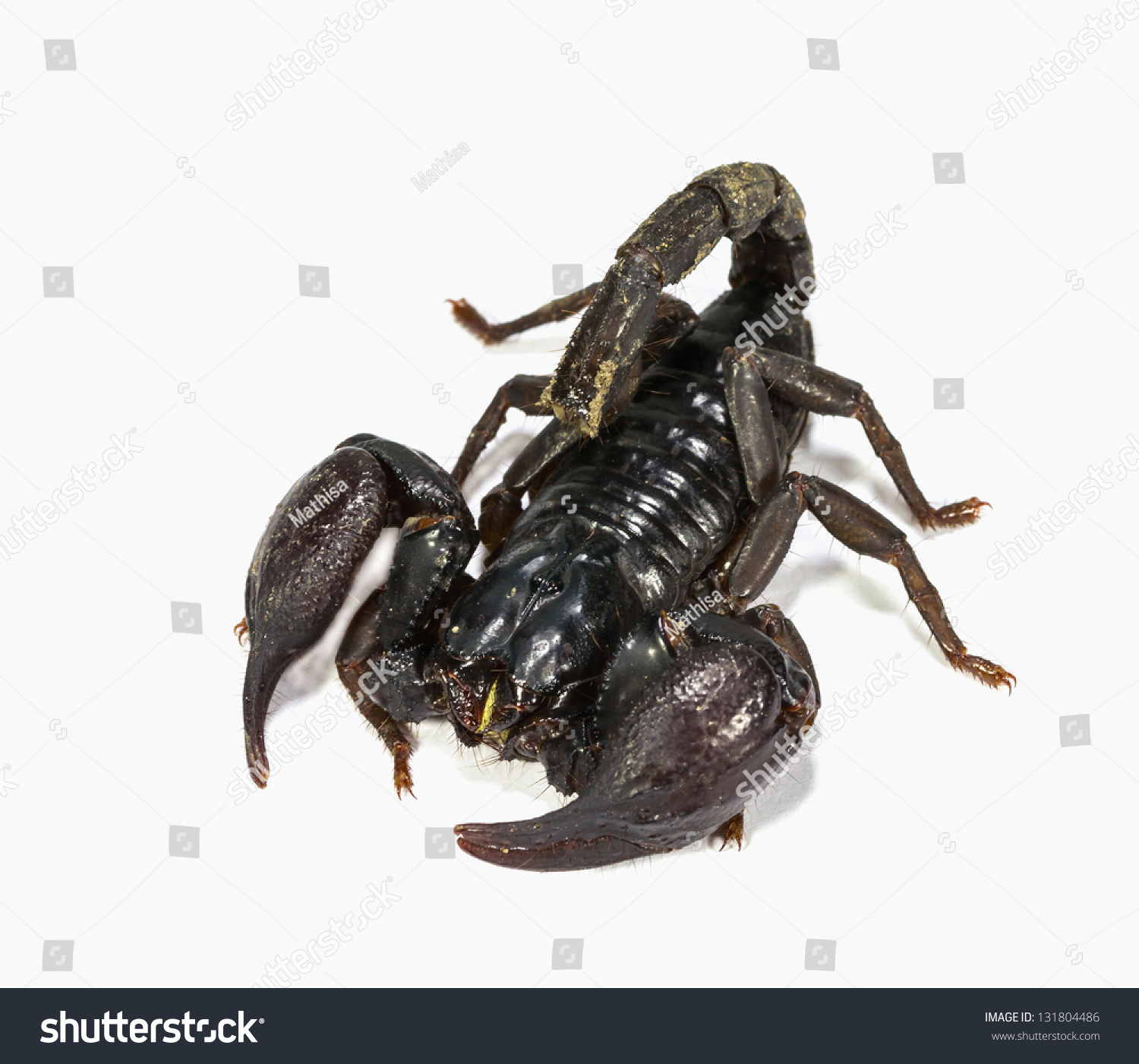 Close Black Scorpion White Background Stock Photo 131804486 ...