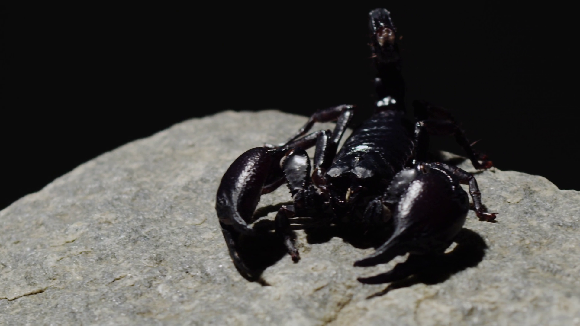 Black Scorpion Dolly Shot 4k Stock Video Footage - VideoBlocks