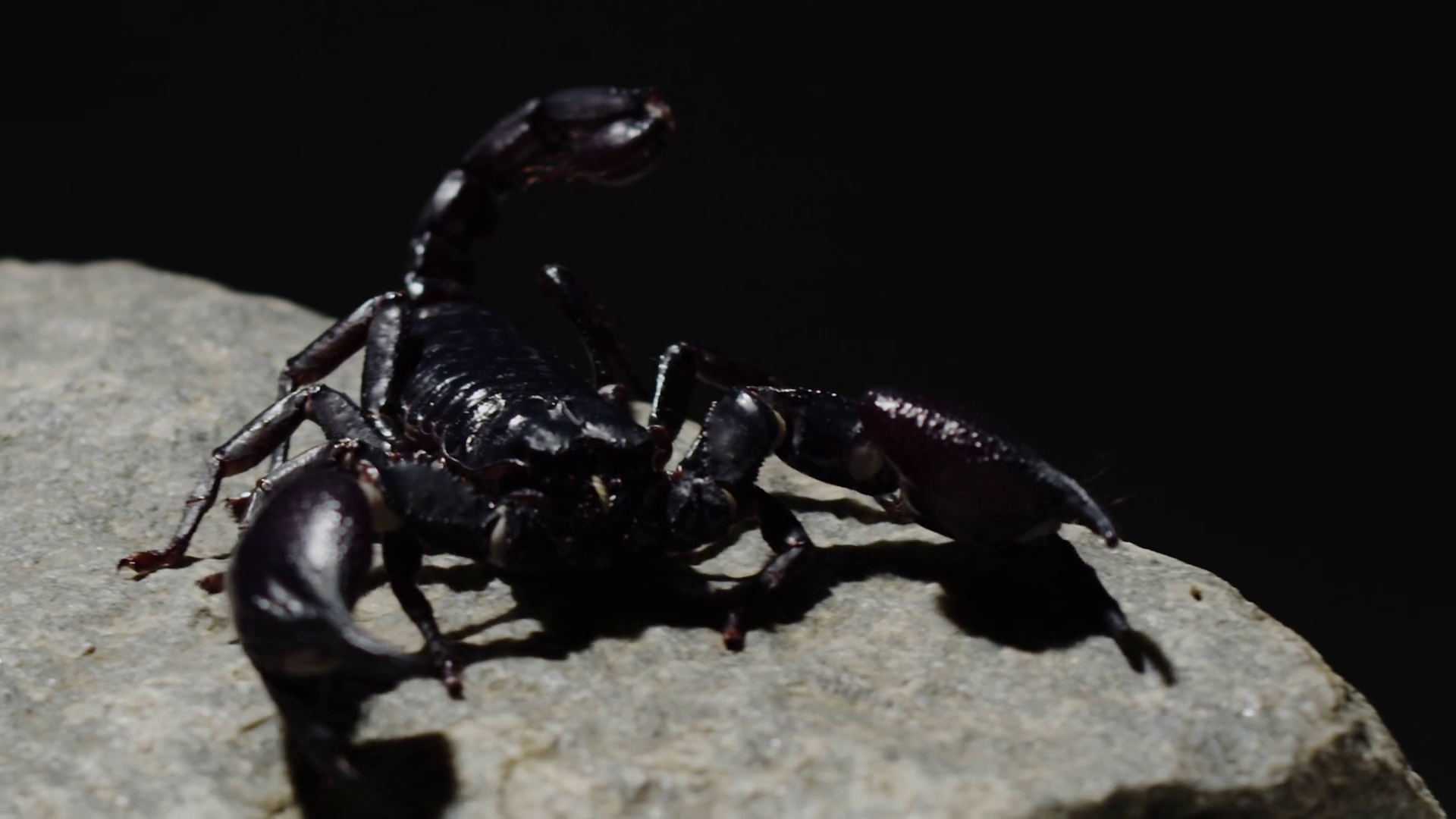 Black Scorpion Moving Night Slowmotion 4k Stock Video Footage ...