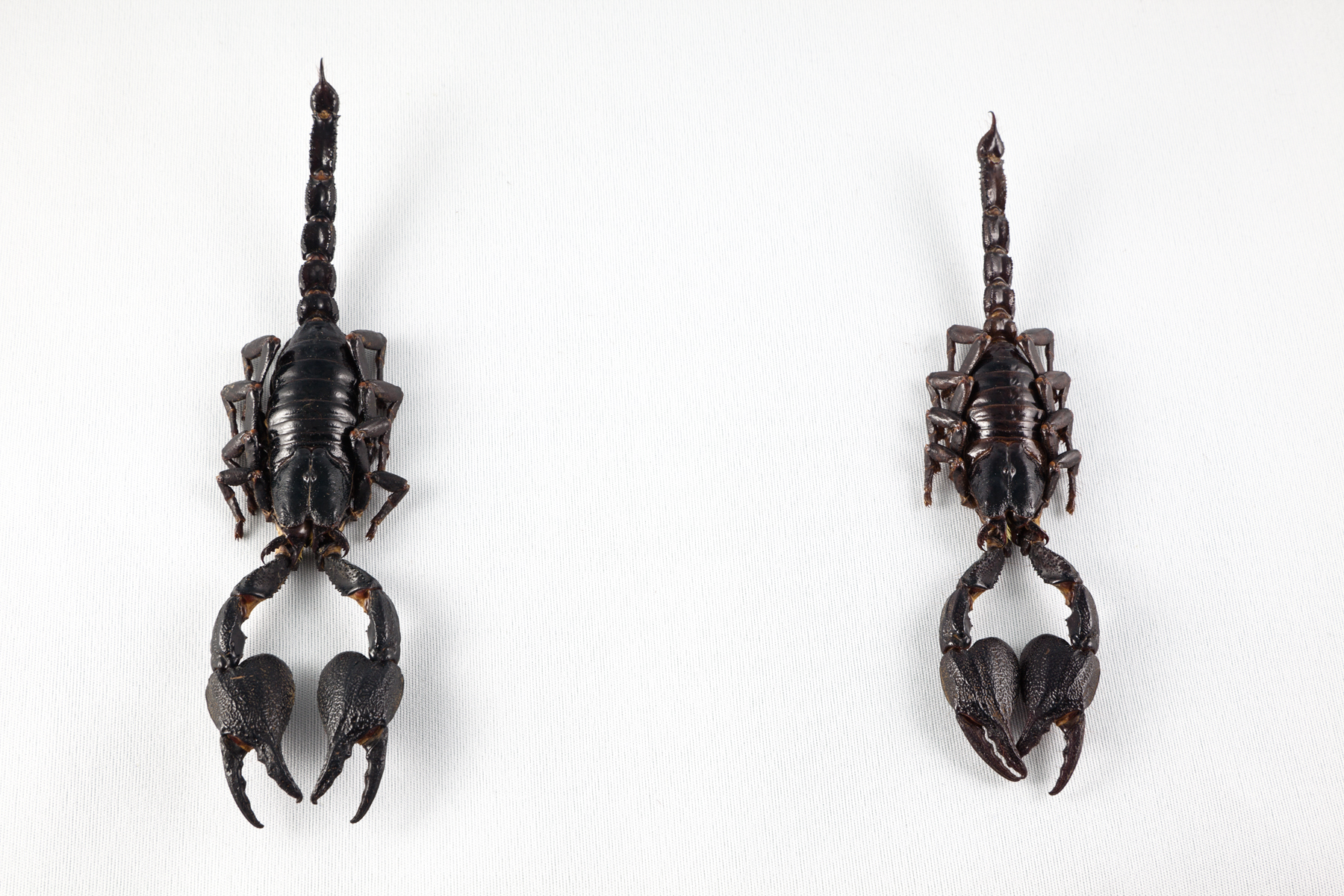 Black scorpion pair photo