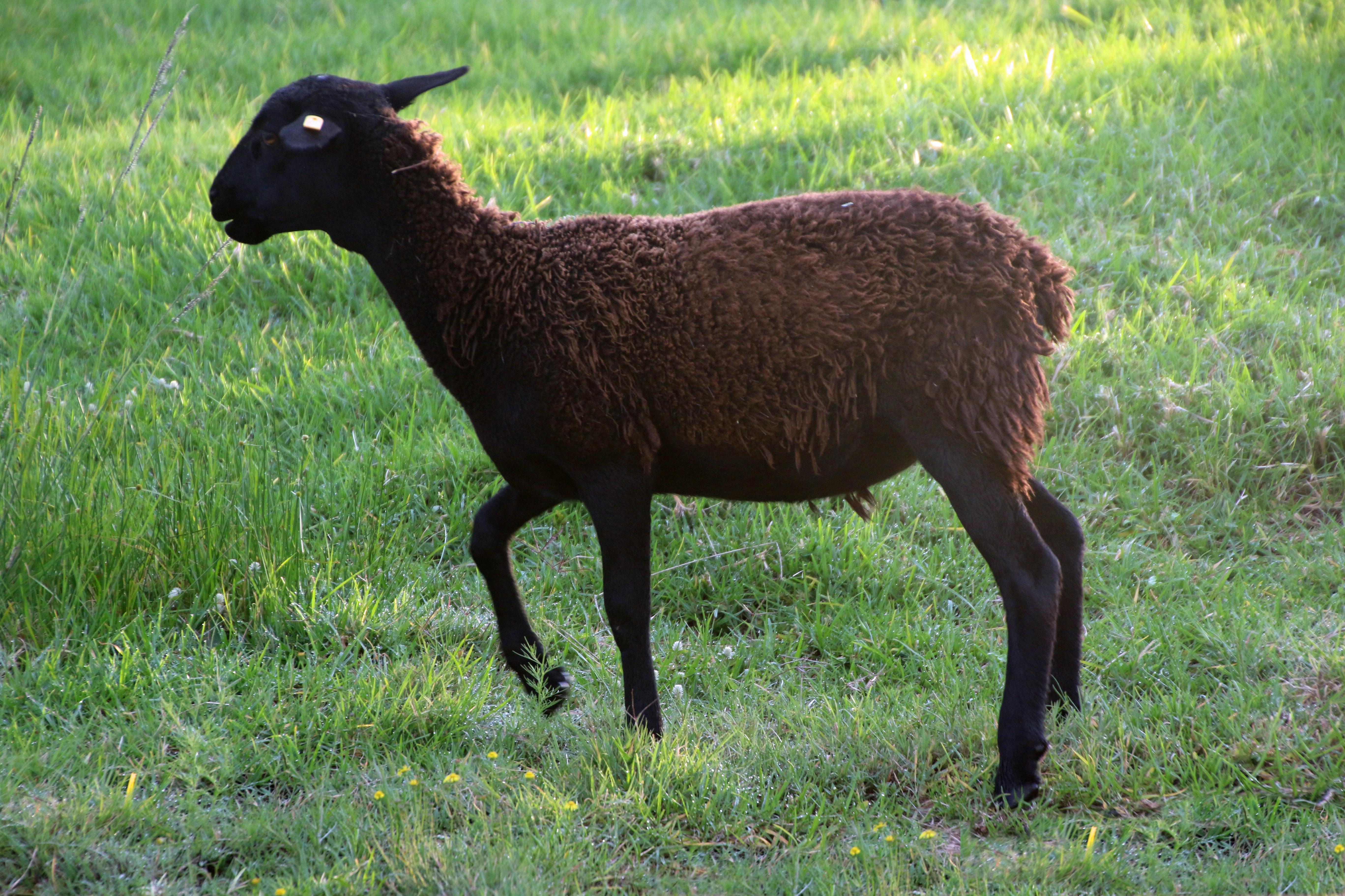 Black sheep in thew green field photo