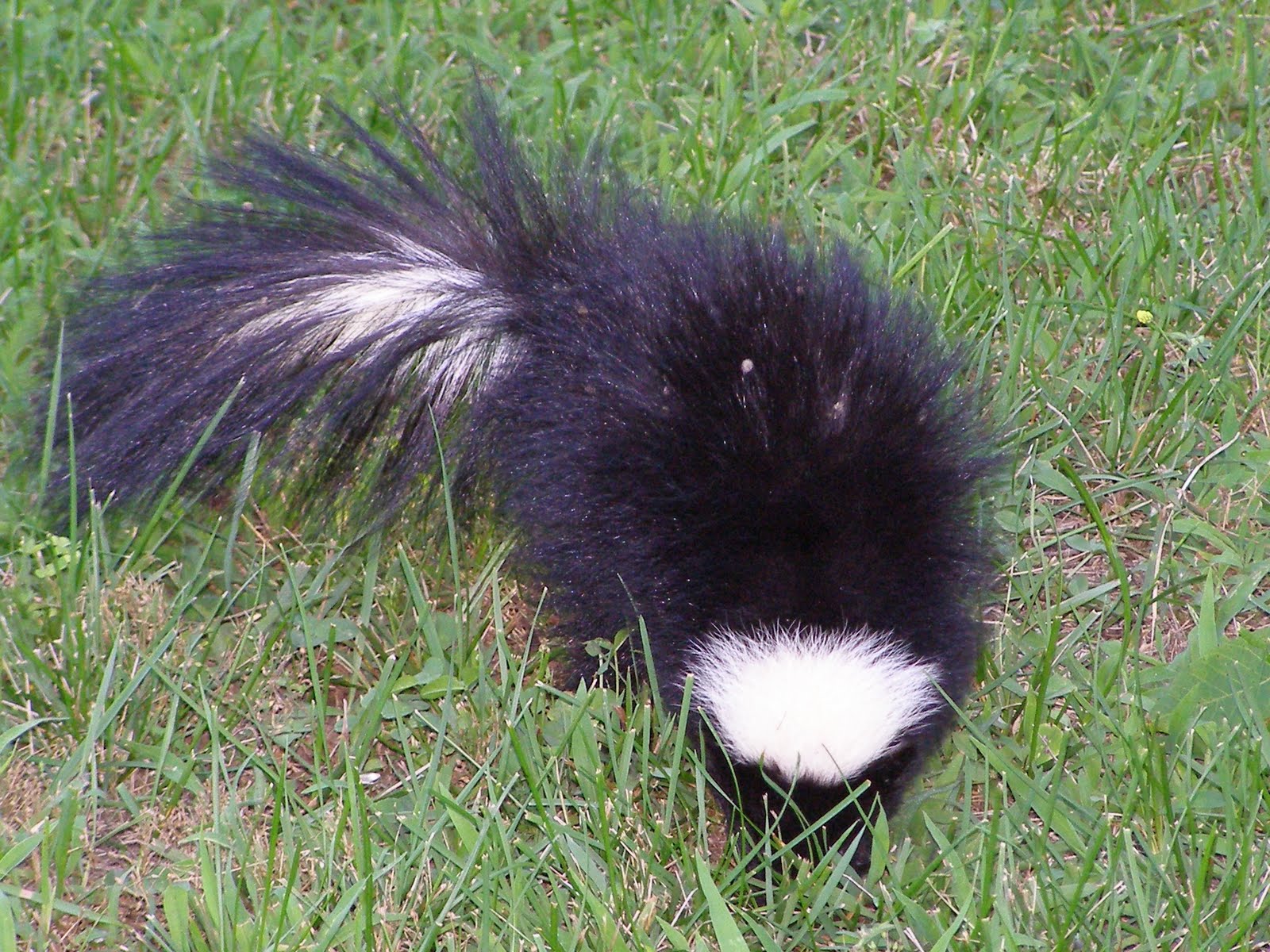 Black skunk photo