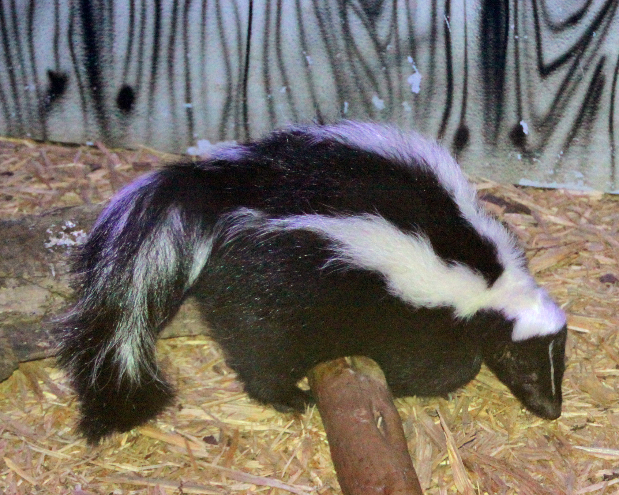 Striped skunk | Cameron Park Zoo