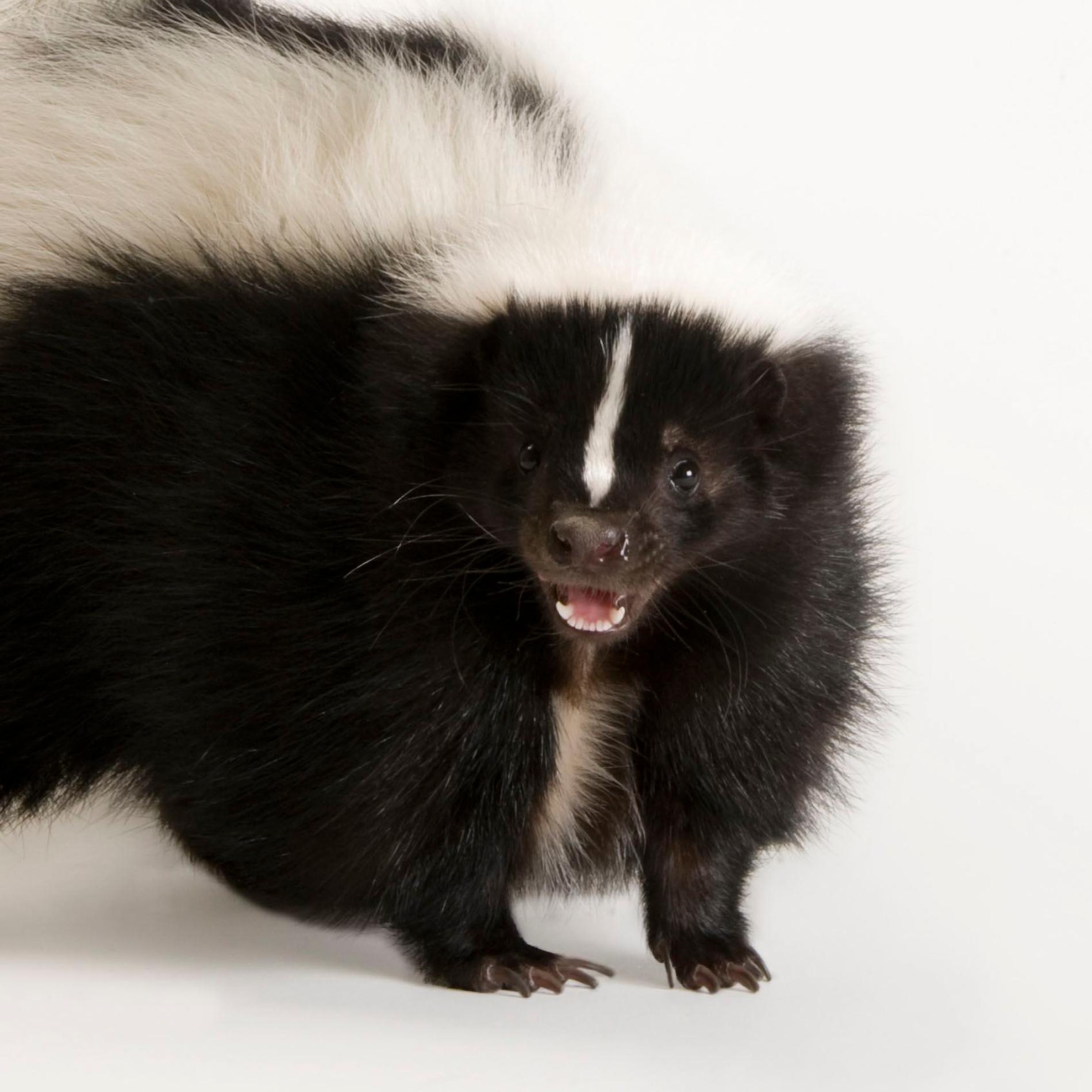Striped Skunk | National Geographic