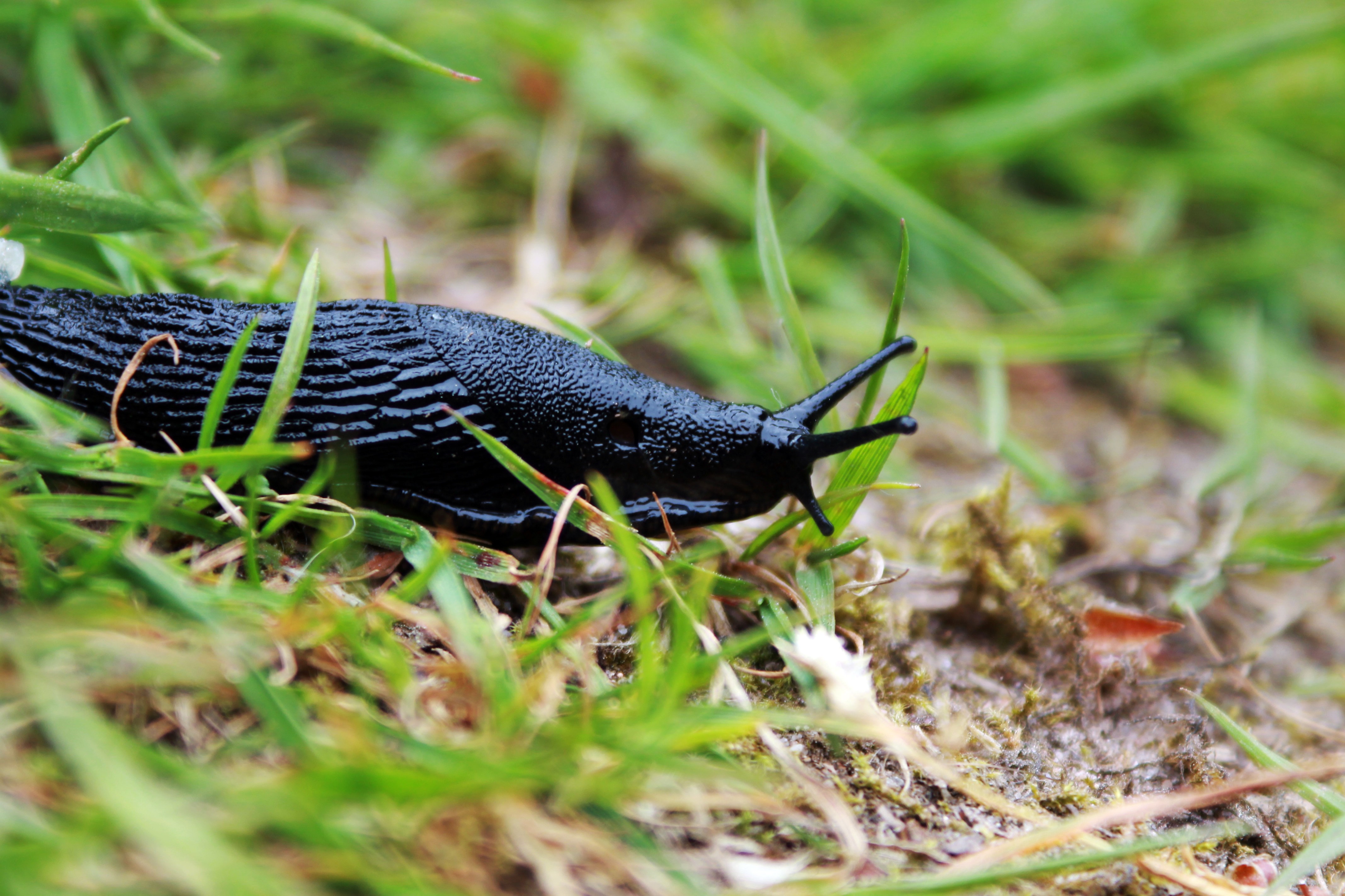 Black snail on grass photo