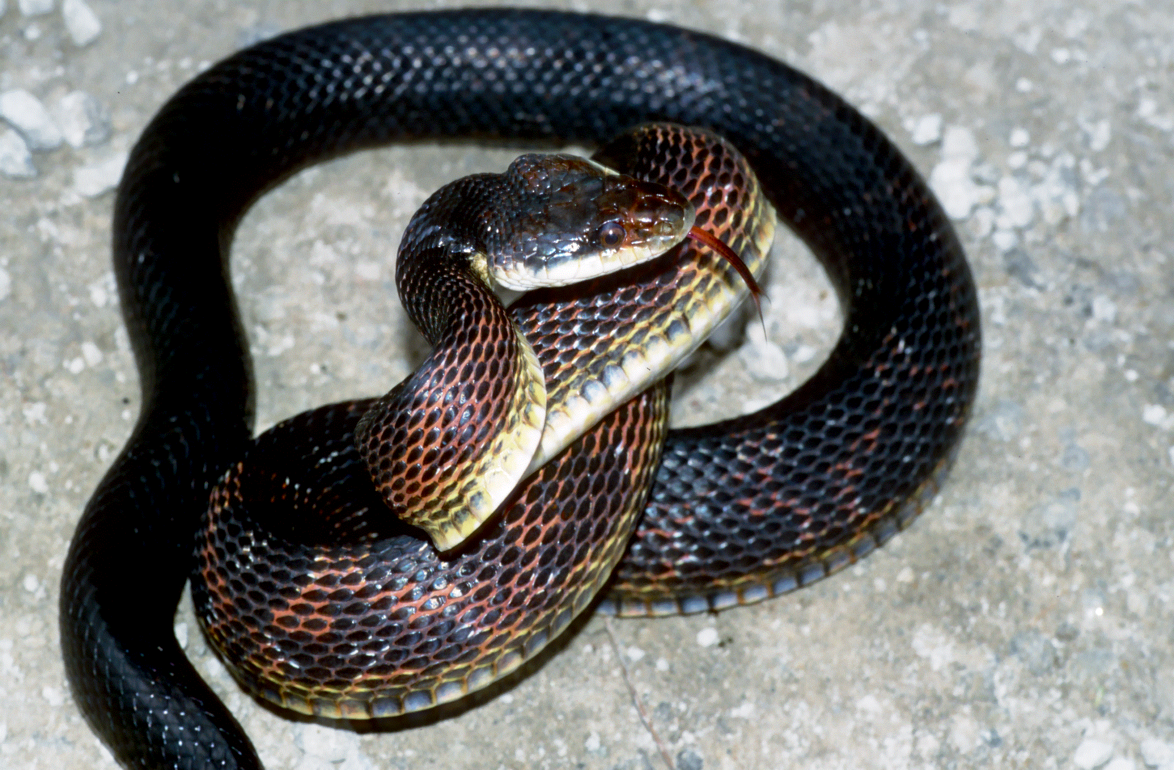 Black snake photo