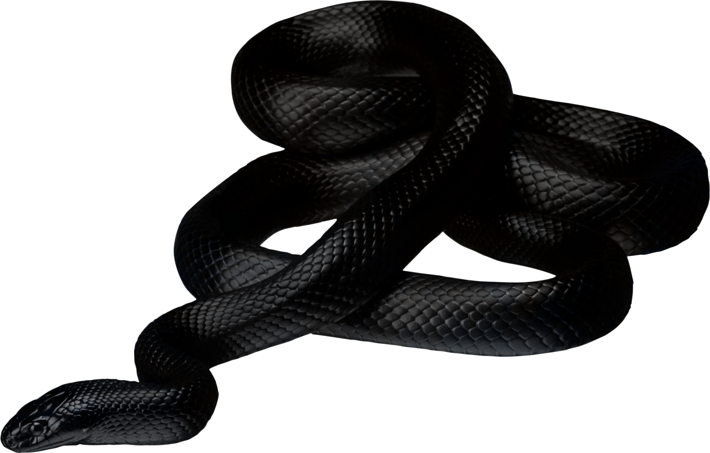 Black Snake transparent PNG - StickPNG