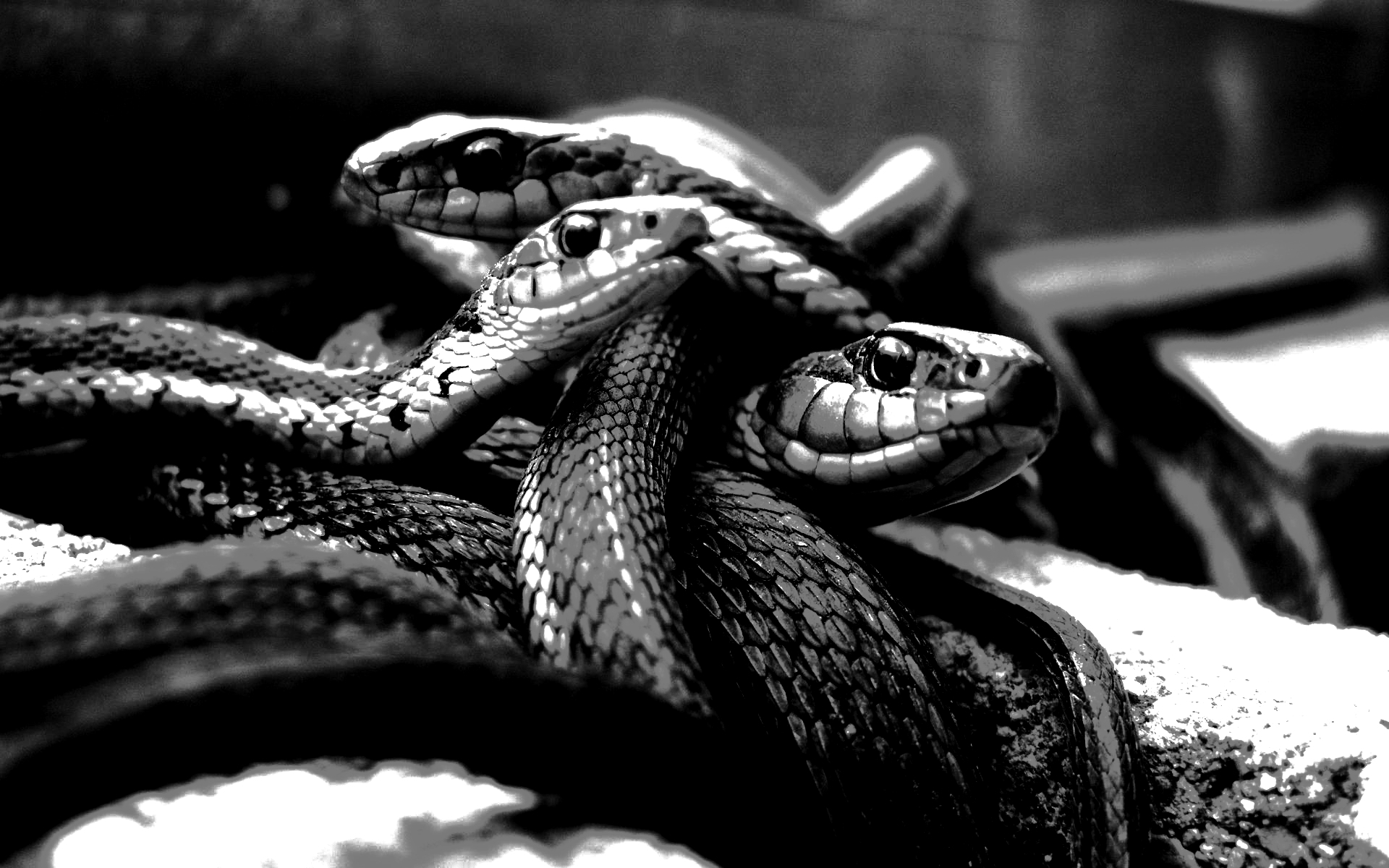 What does it mean when I dream about black snakes?