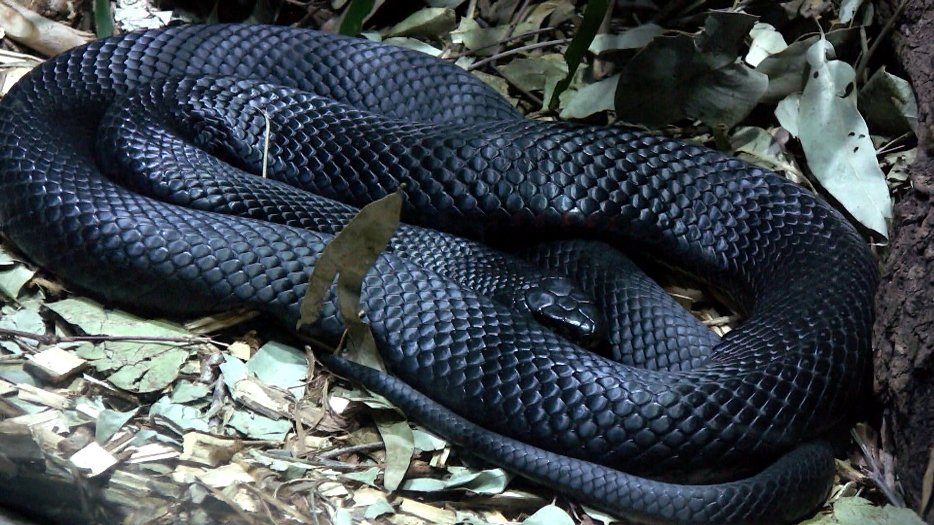 Desktop Juvenile Black Snake Photos