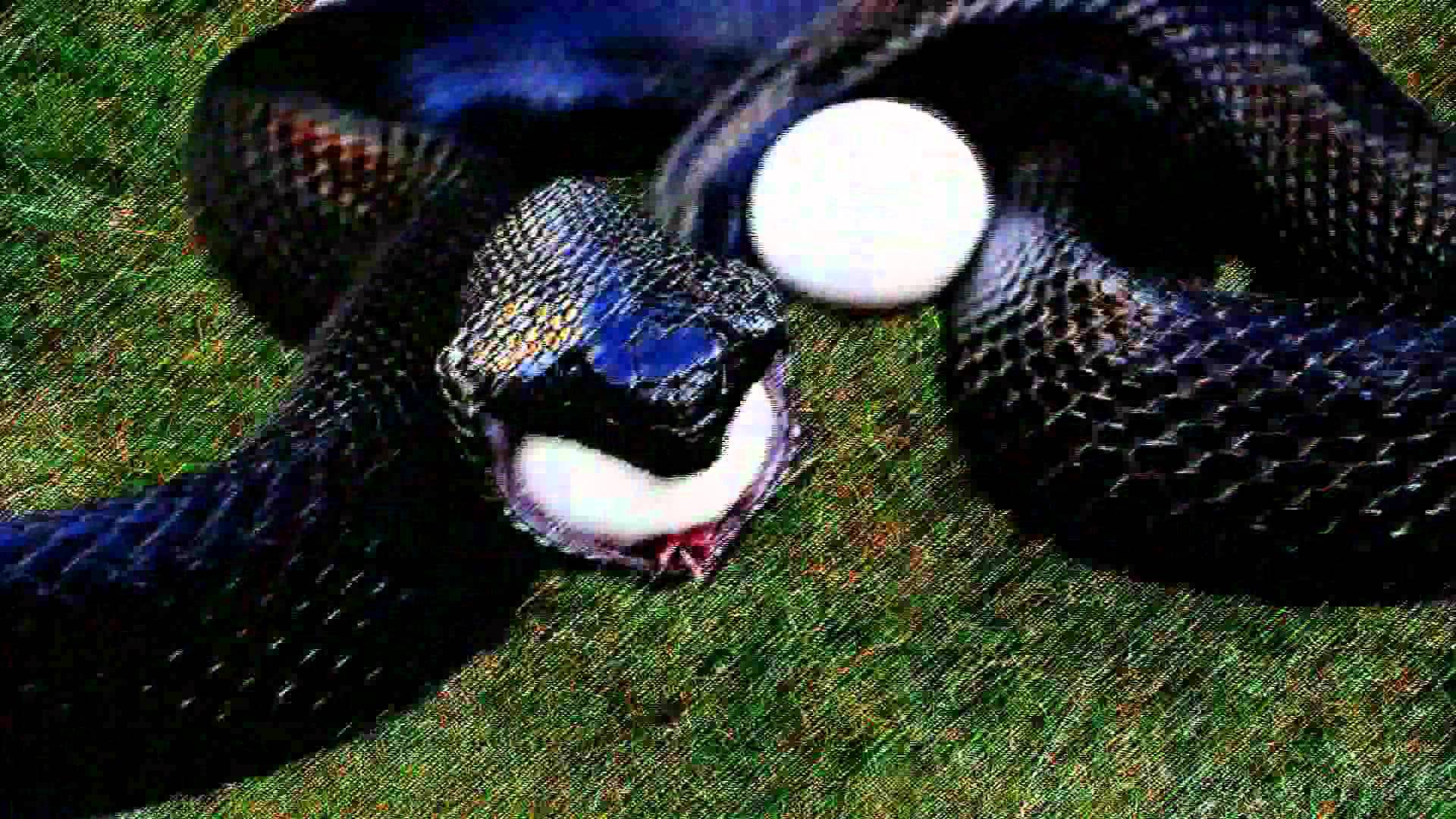 black snake and the eggs - YouTube