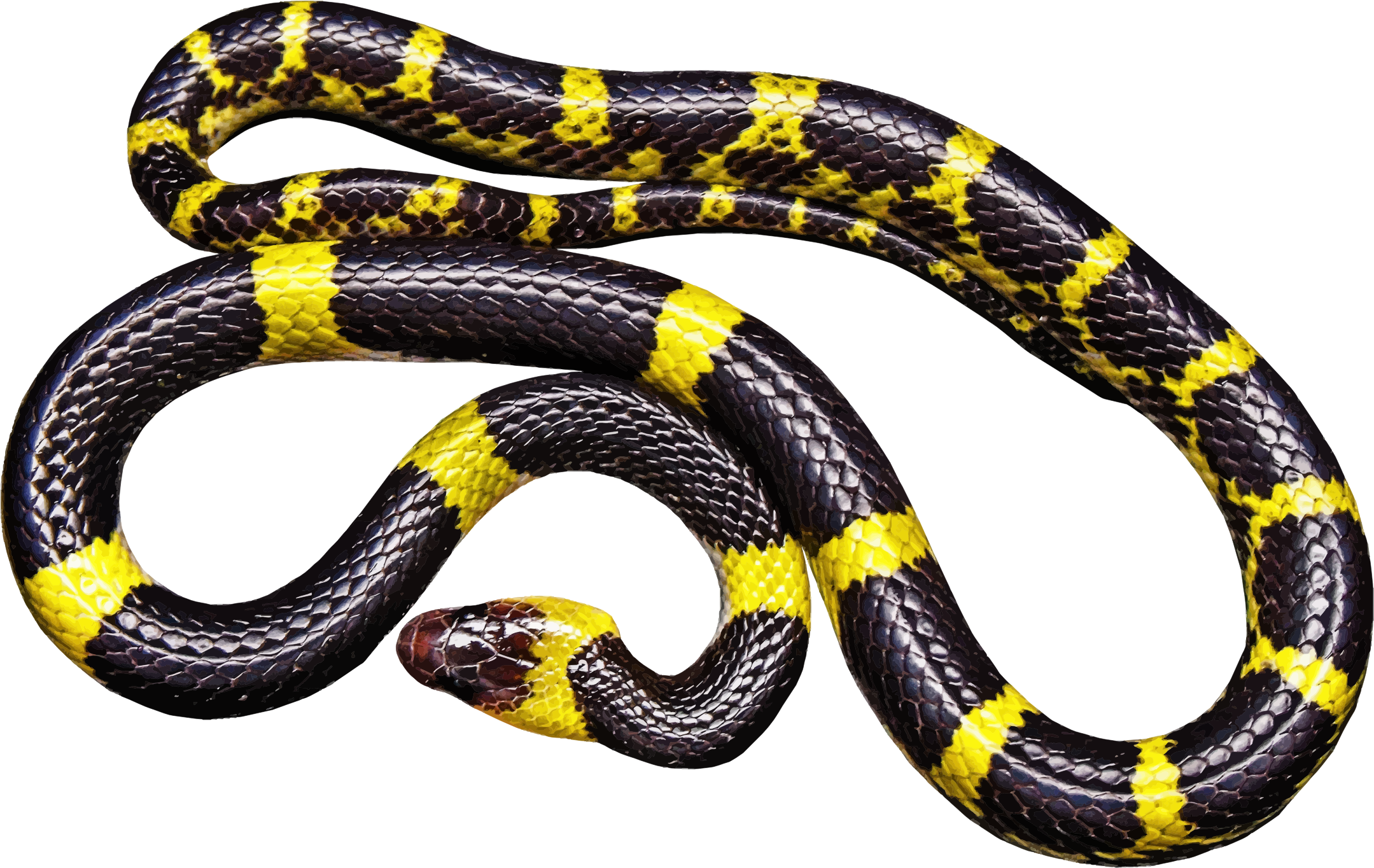 Yellow And Black Snake Icons PNG - Free PNG and Icons Downloads