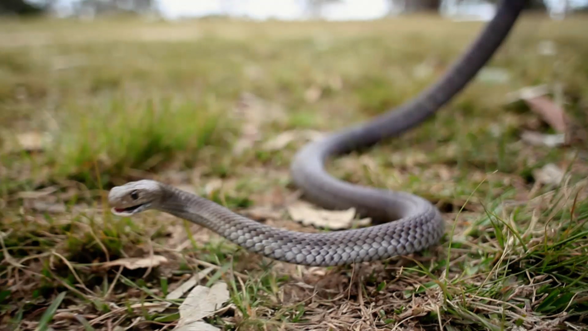 Red Bellied Black Snake - Australia's Deadliest Video - National ...