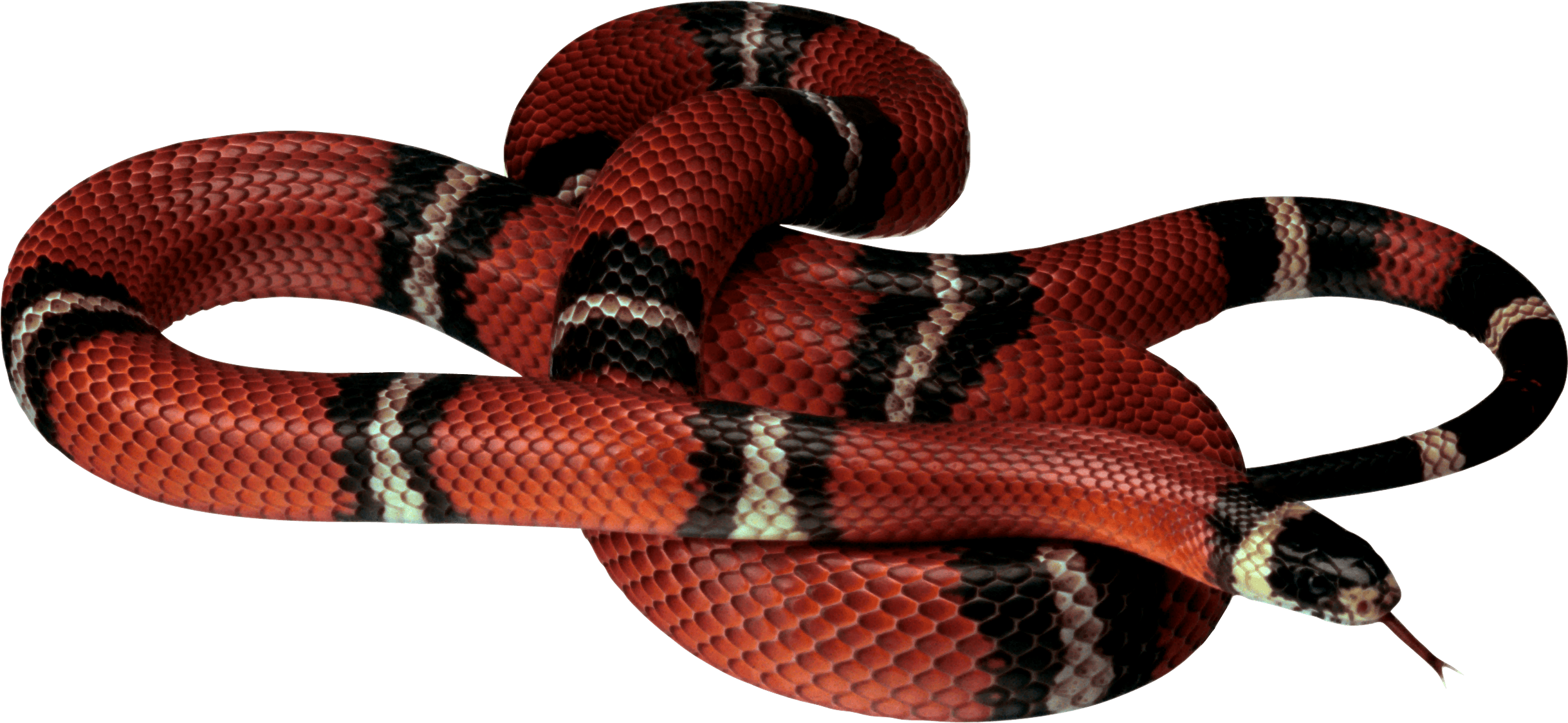 Red white black Snake PNG Image - PurePNG | Free transparent CC0 PNG ...