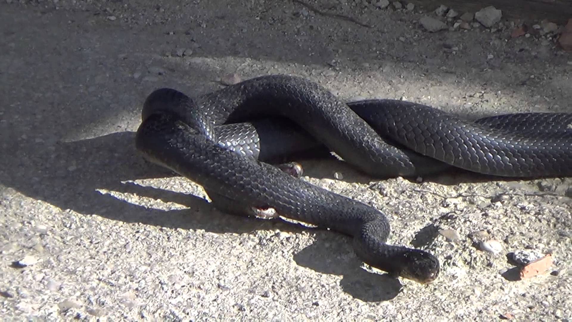 Black snakes in Abruzzo Italy - YouTube