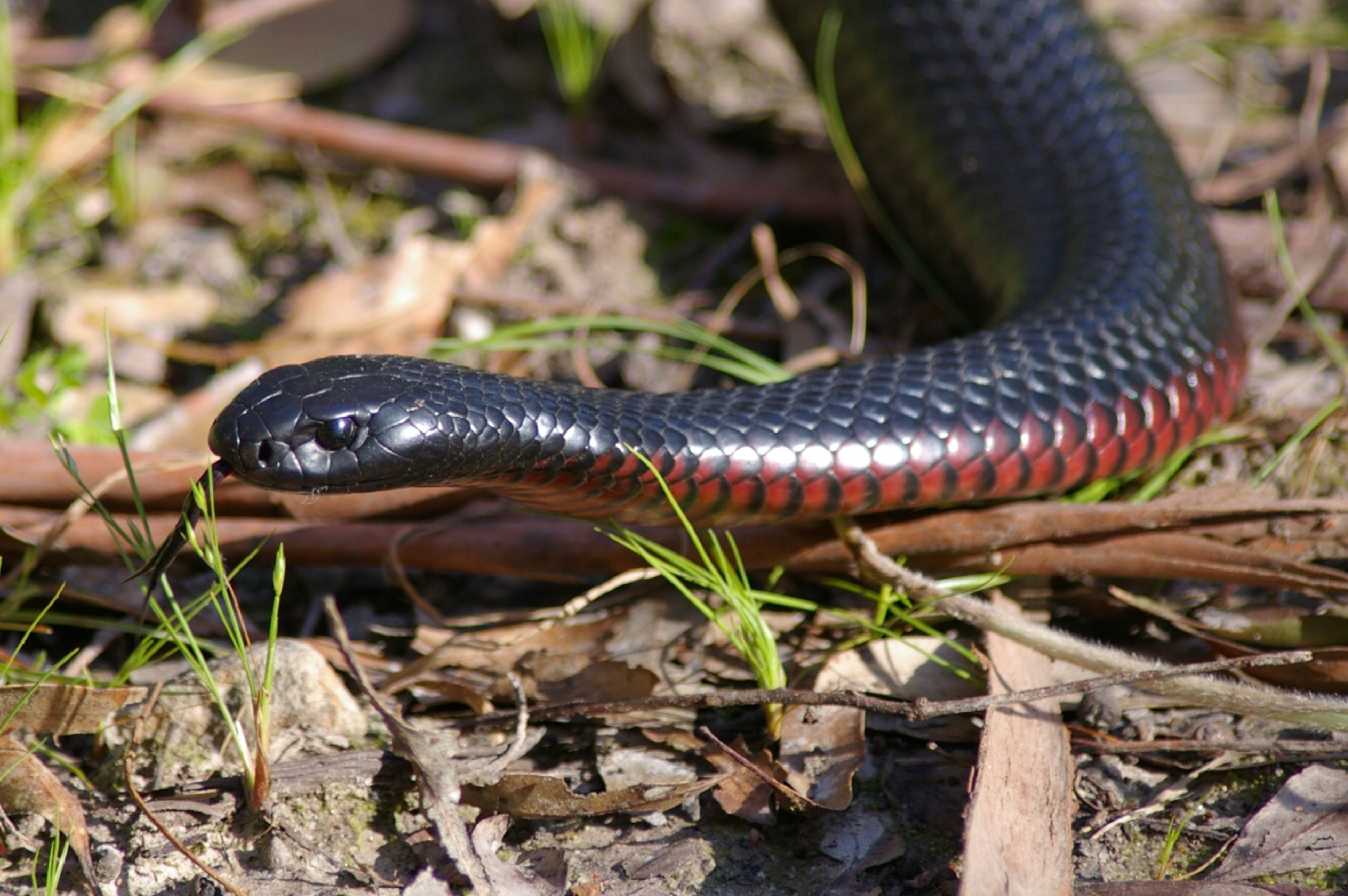red bellied black snake | Wild South East