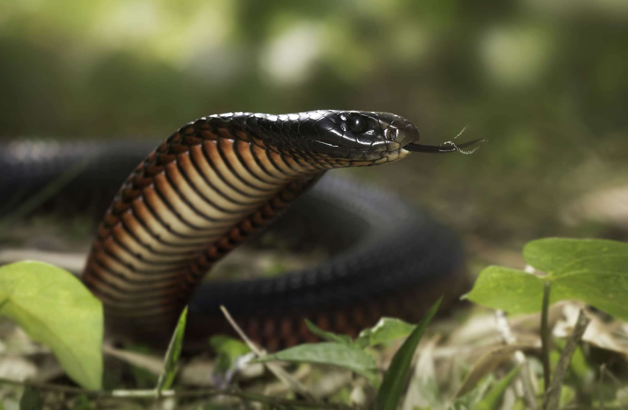 Red Bellied Black Snake Habitat, Diet & Reproduction