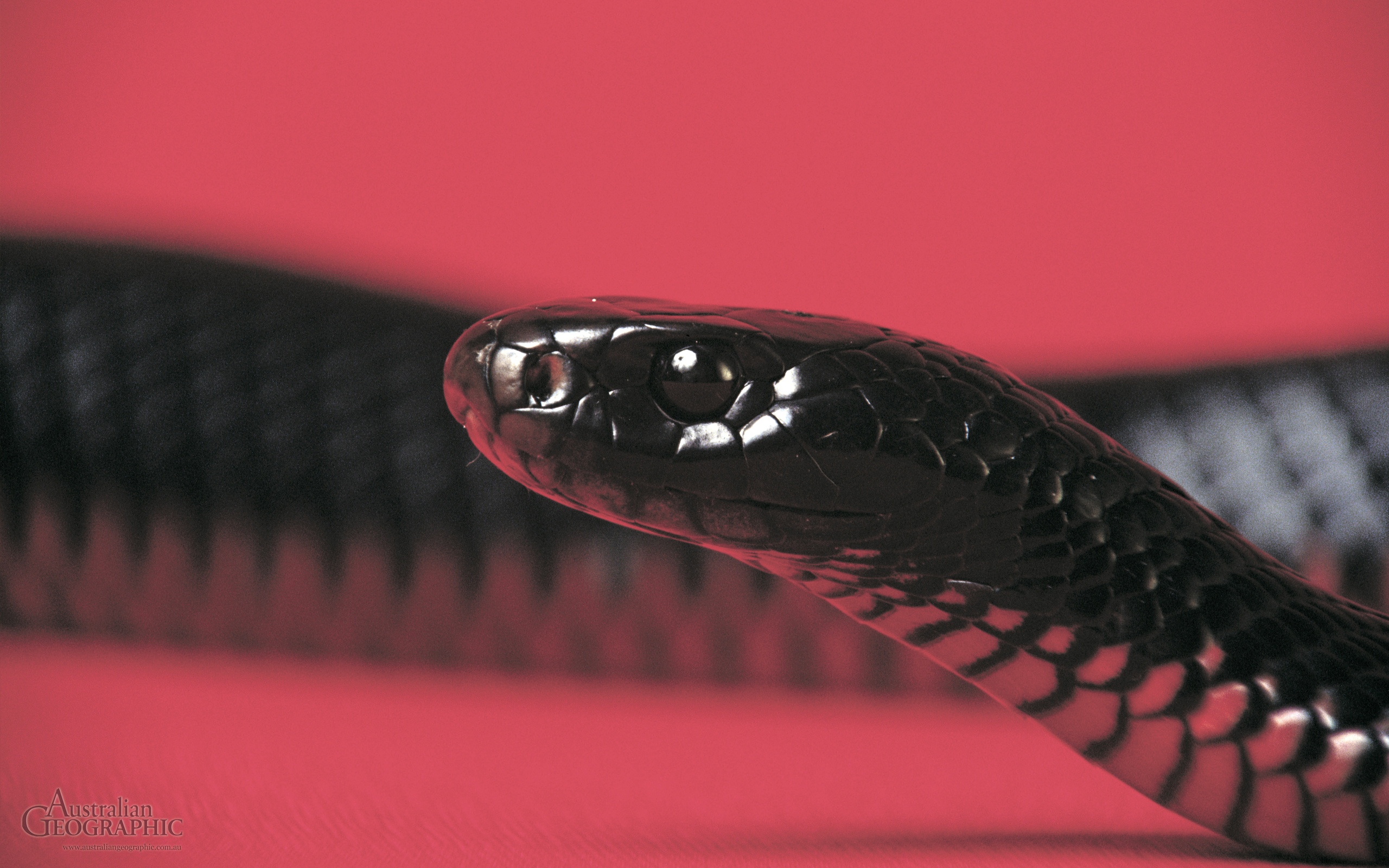 Red-bellied black snake - Australian Geographic
