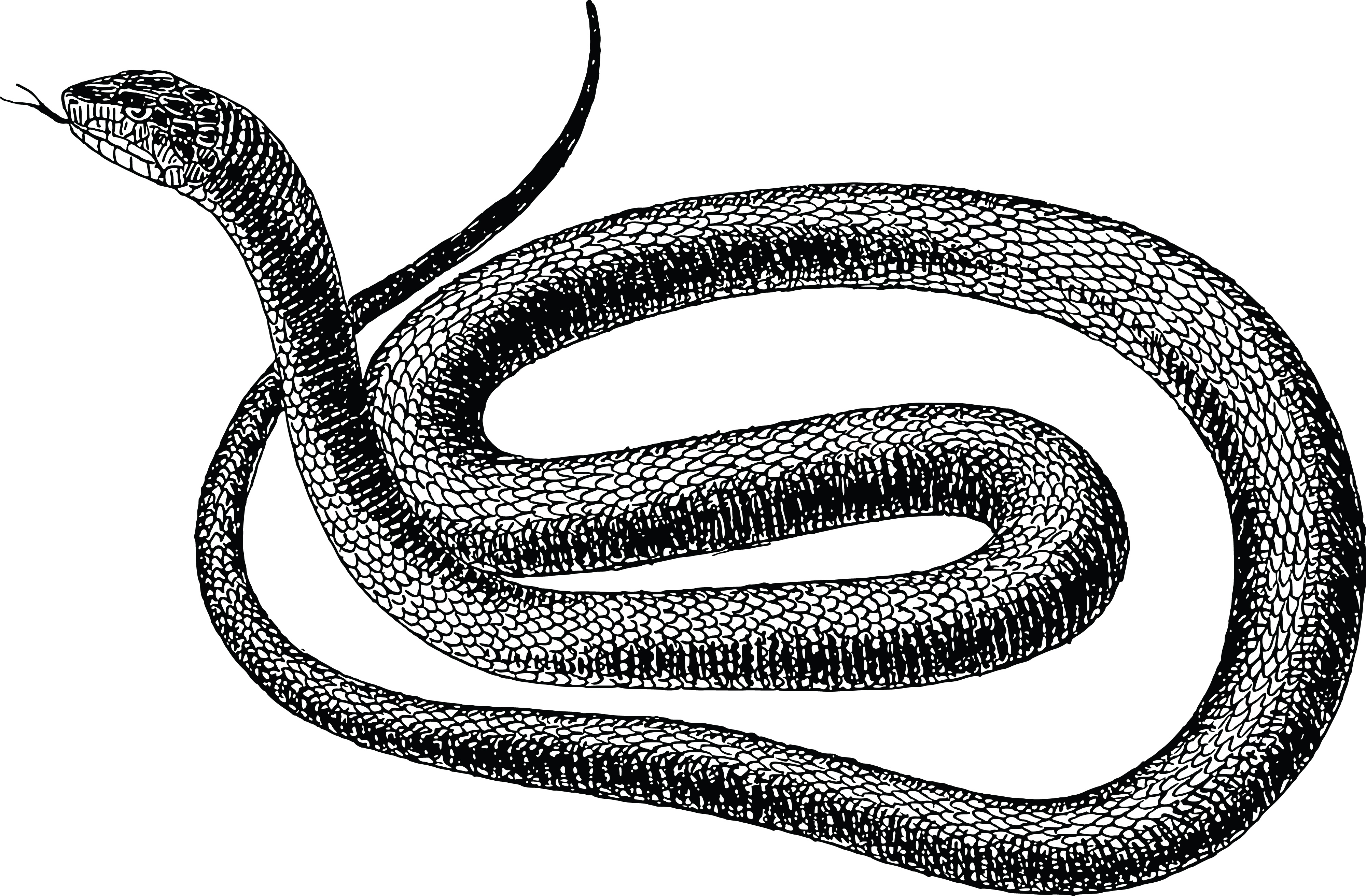 Free Clipart Of A Black Snake