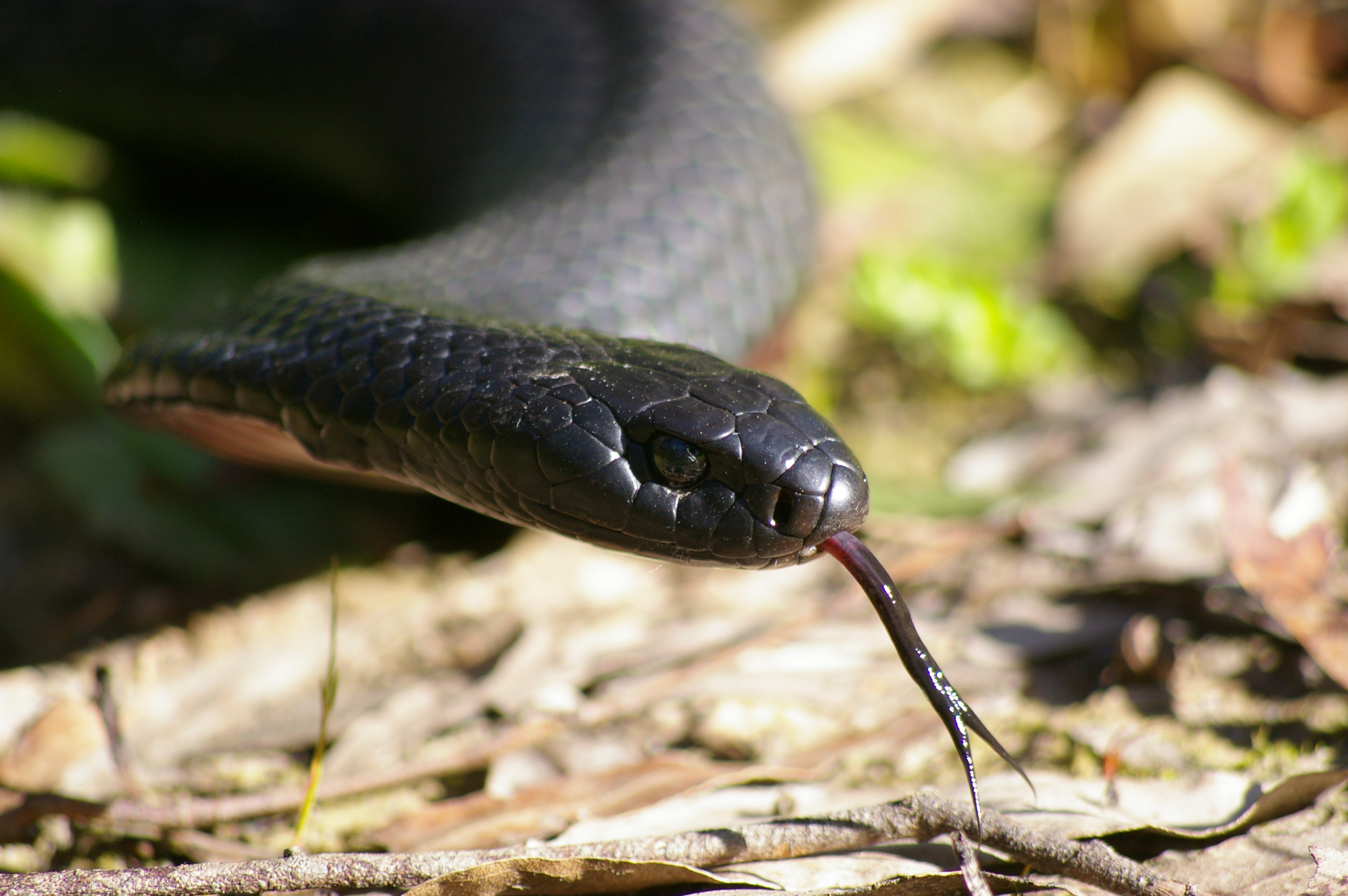 red bellied black snake | Wild South East