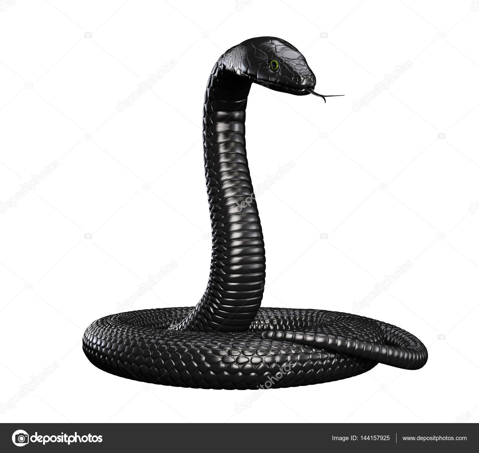 Black Snake on White Background — Stock Photo © wukasa #144157925