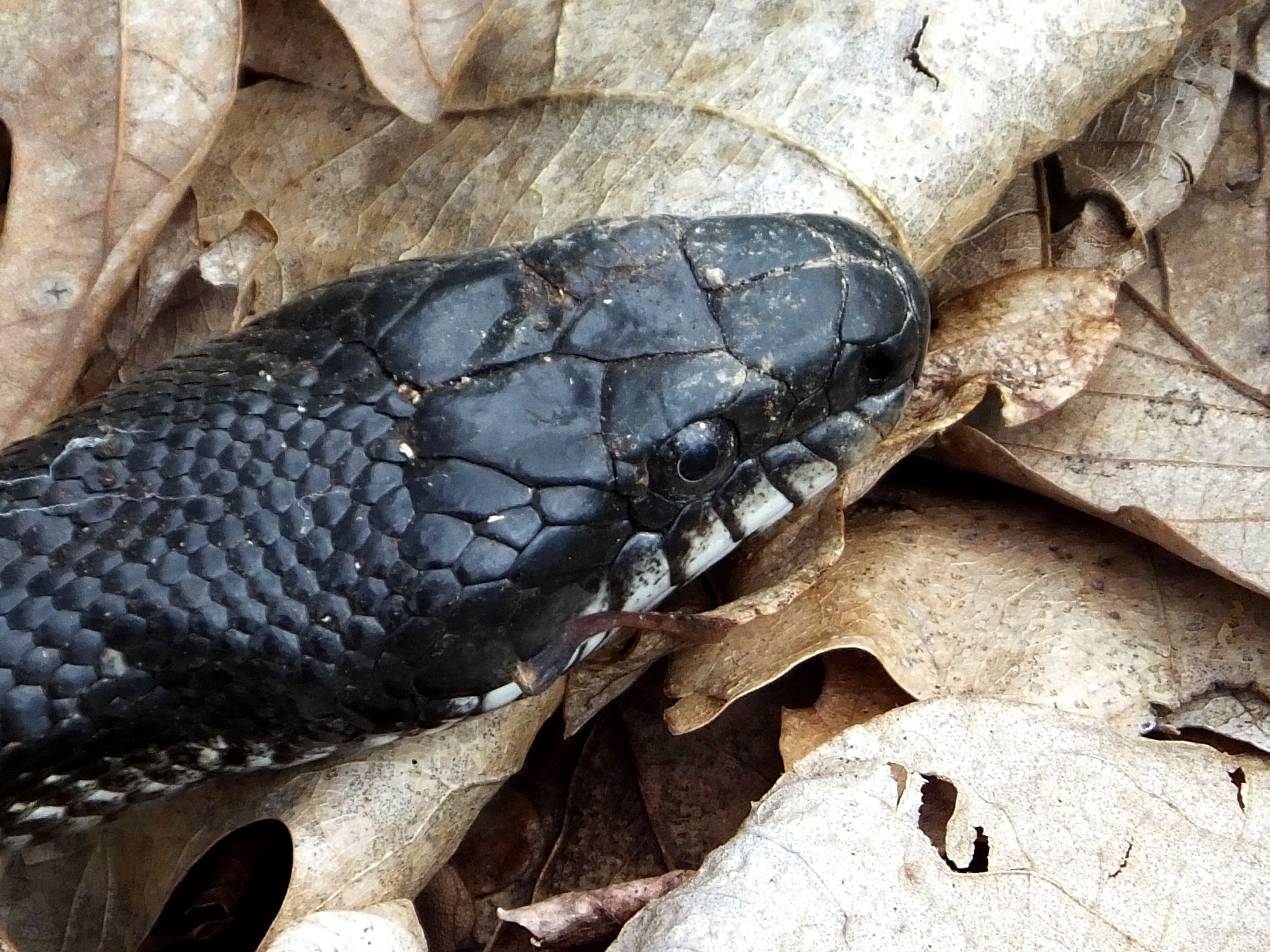 Black rat snake | The Life of Your Time