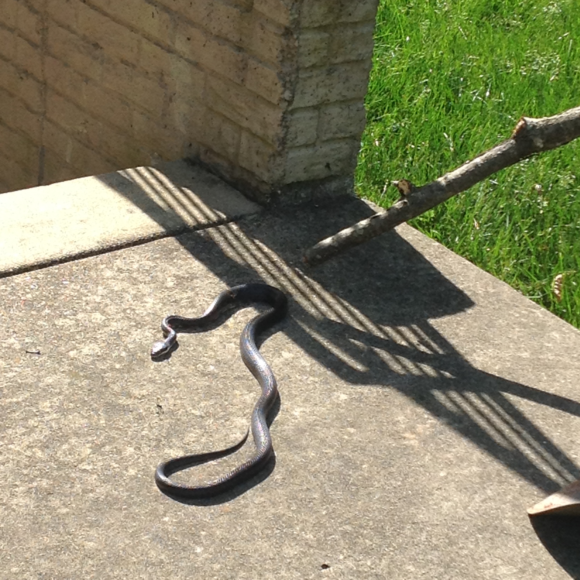 Help! There is a Black Rat Snake in My Yard! | Mid-Atlantic Wildlife ...