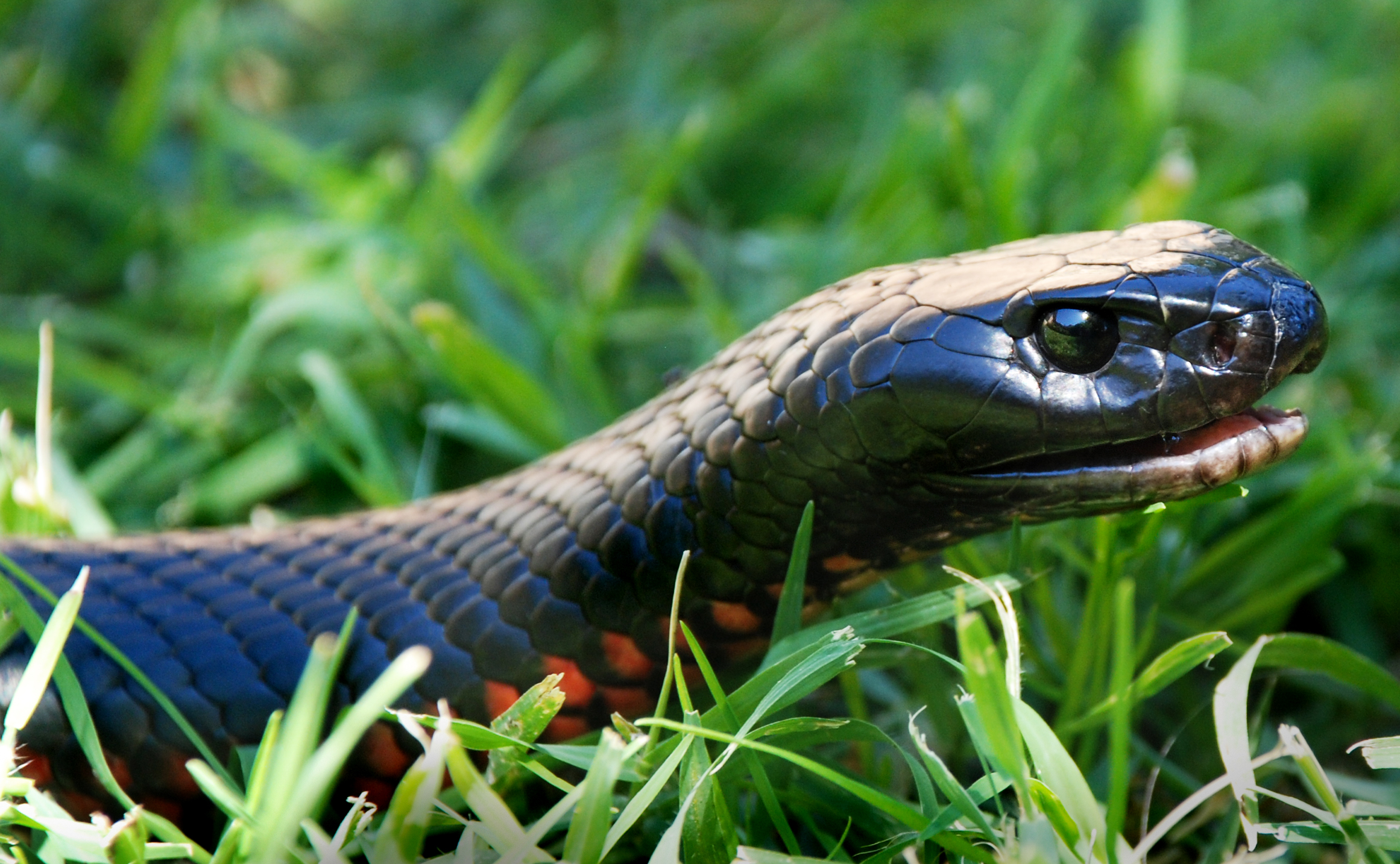 5 Red-Bellied Black Snake HD Wallpapers | Background Images ...