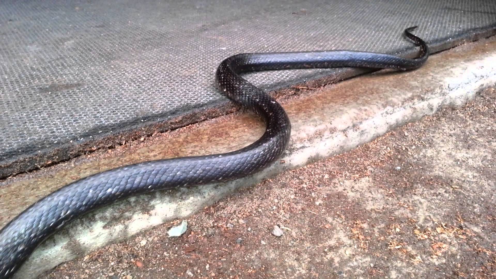 Big Black Snake In Barn - YouTube