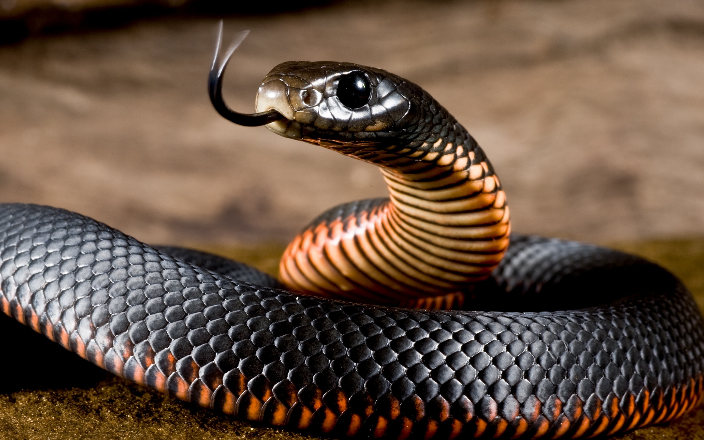 Pictures Snakes Red-bellied black snake Tongue Animals 2880x1800