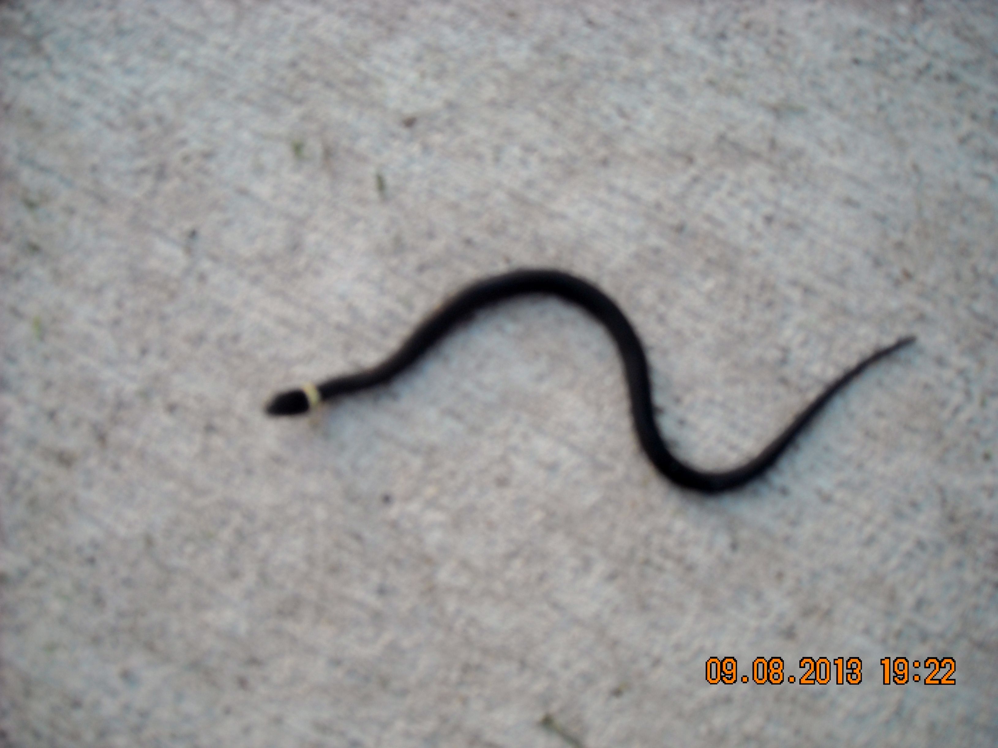 Found in my yard, baby black snake with a yellow strip around it's ...