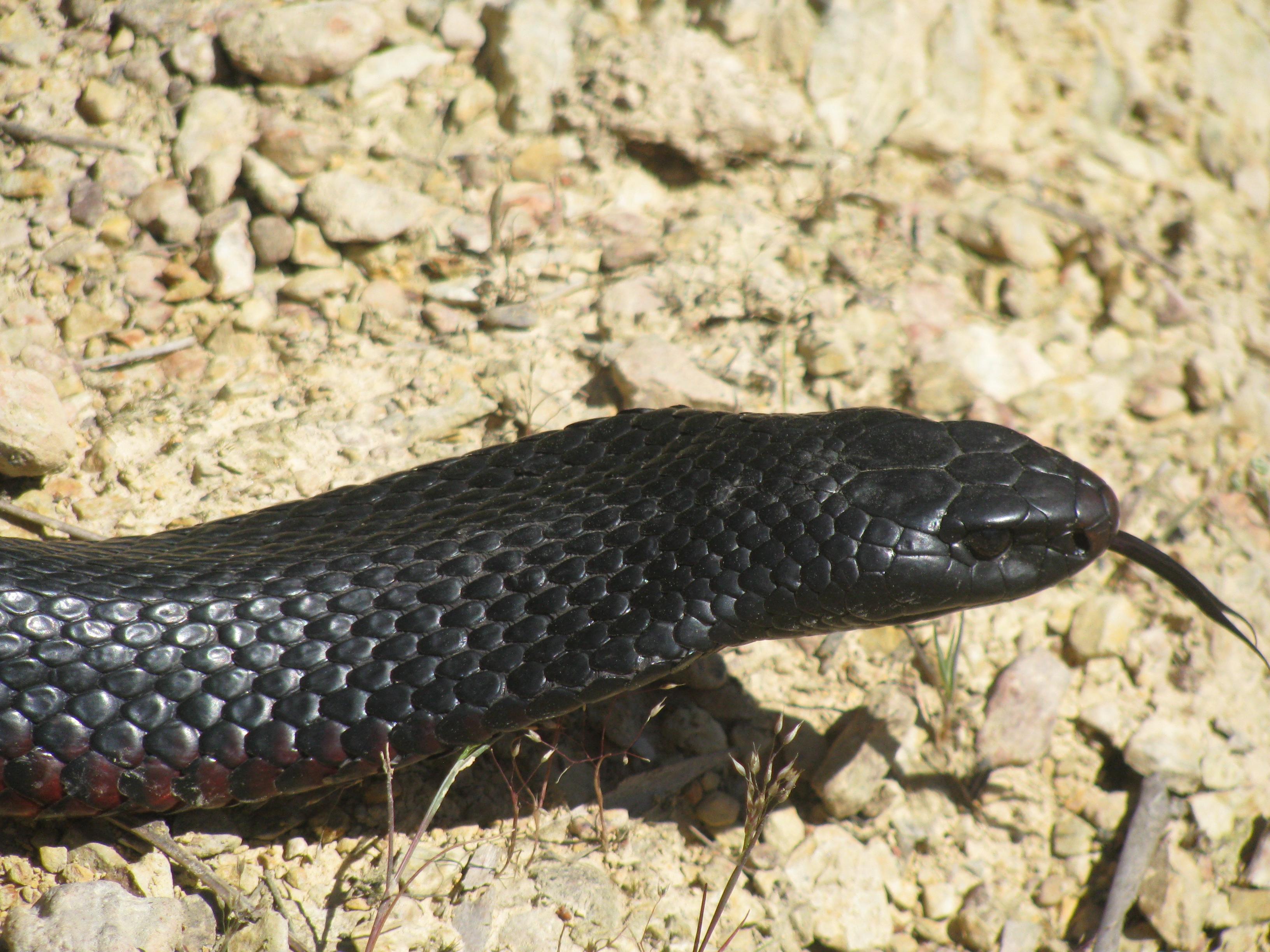 Red-Bellied Black Snake Hurstbridge. - Snake Ace