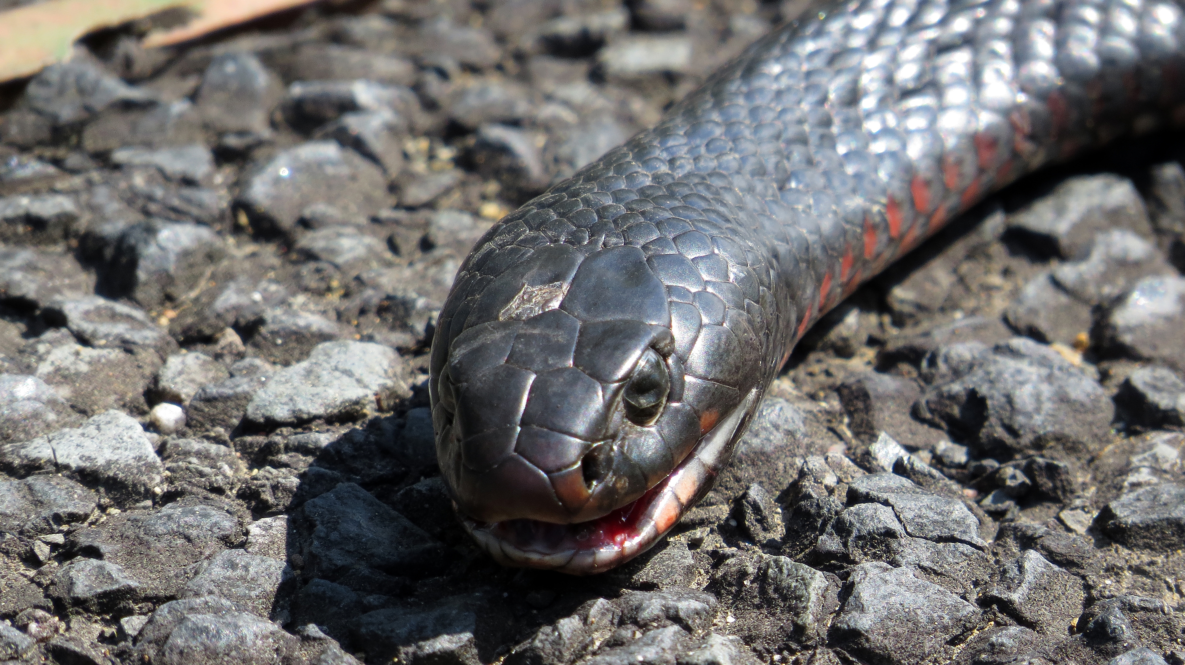 File:Red-bellied Black Snake face on (13807024323).jpg - Wikimedia ...