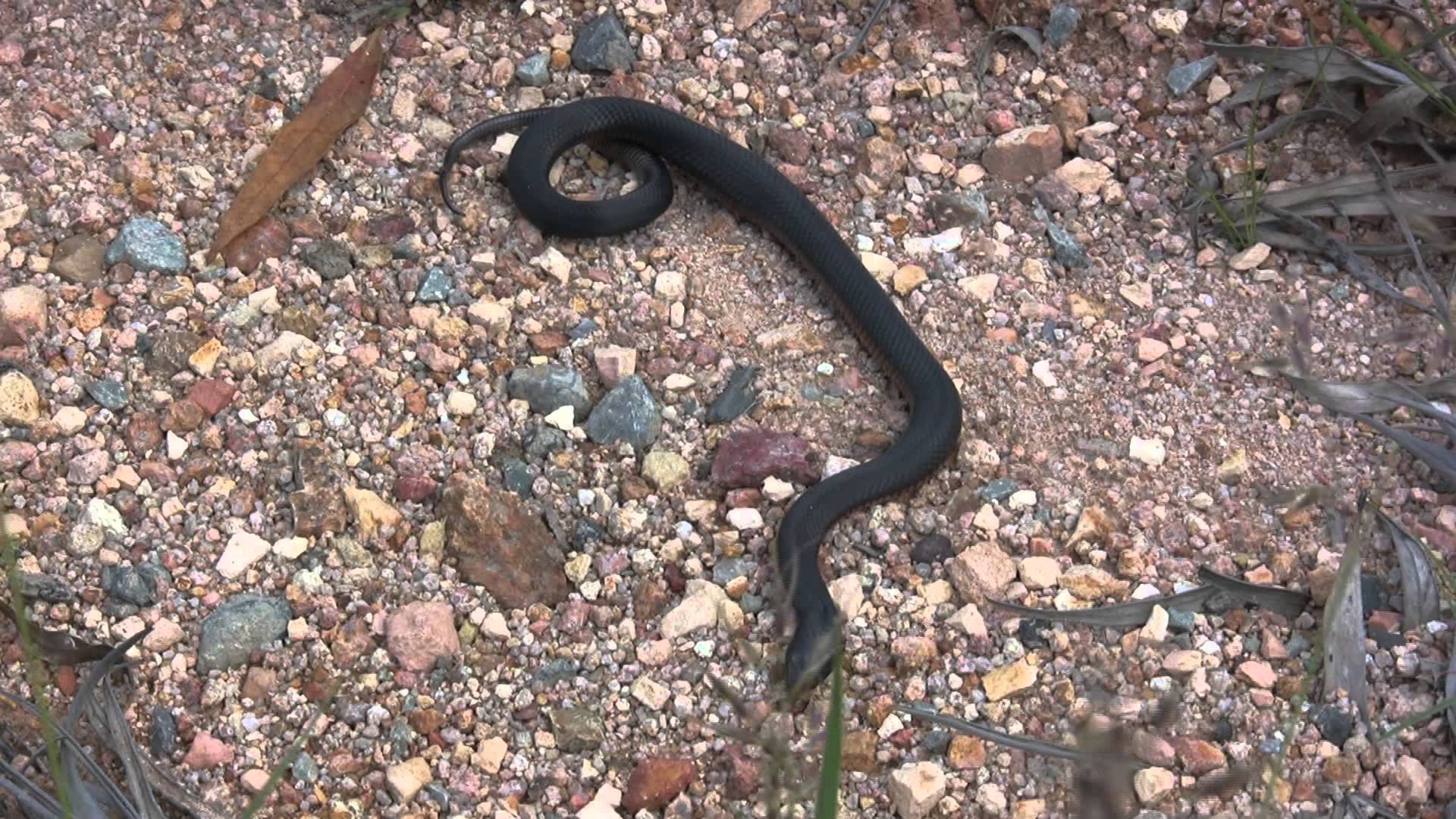 Red-Bellied Black Baby (Snake) - YouTube
