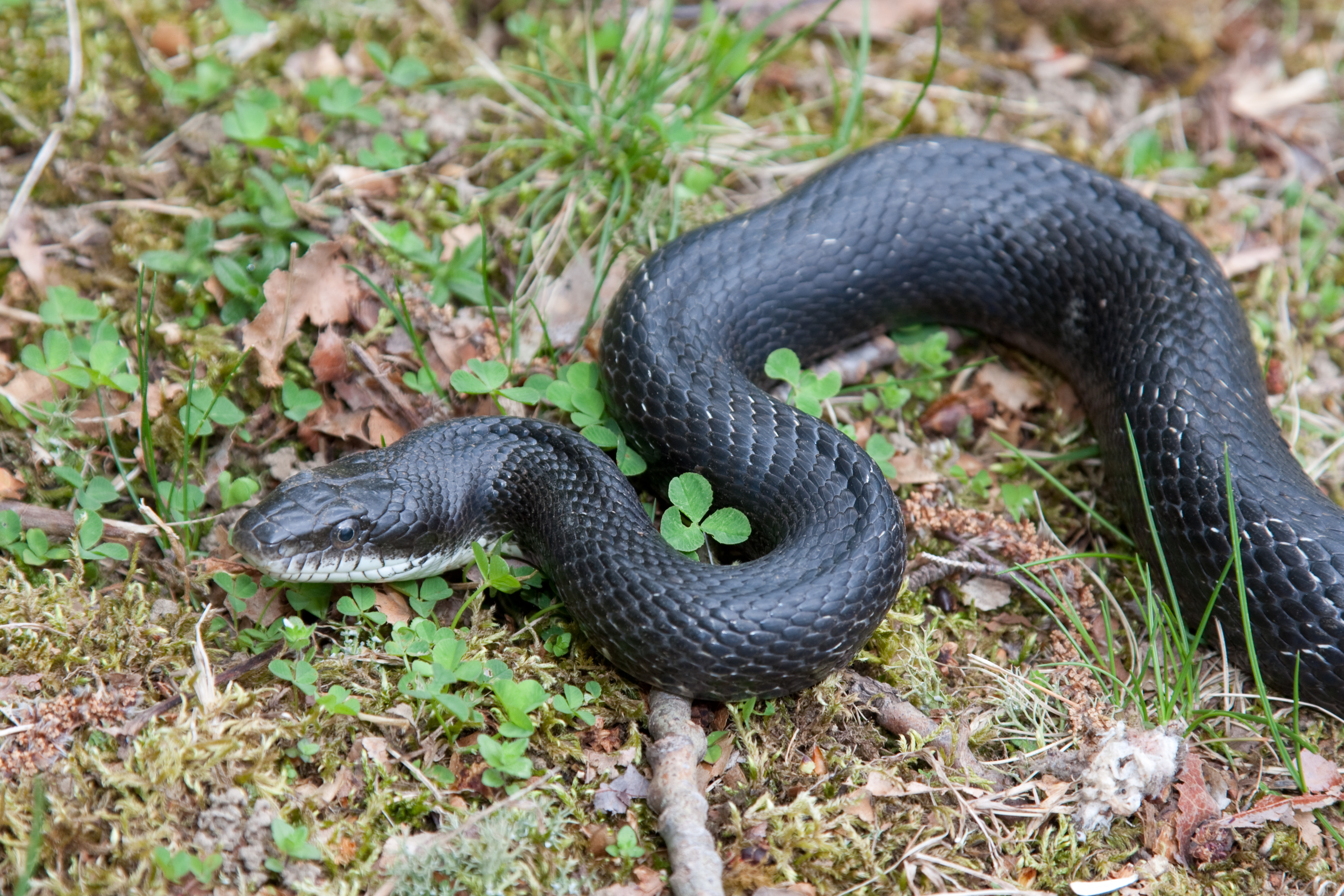 Signs of Summer 5: Several Snakes and a Slug | Ecologist's Notebook