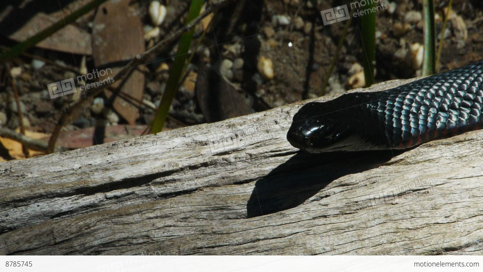 Red Bellied Black Snake Stock video footage | 8785745